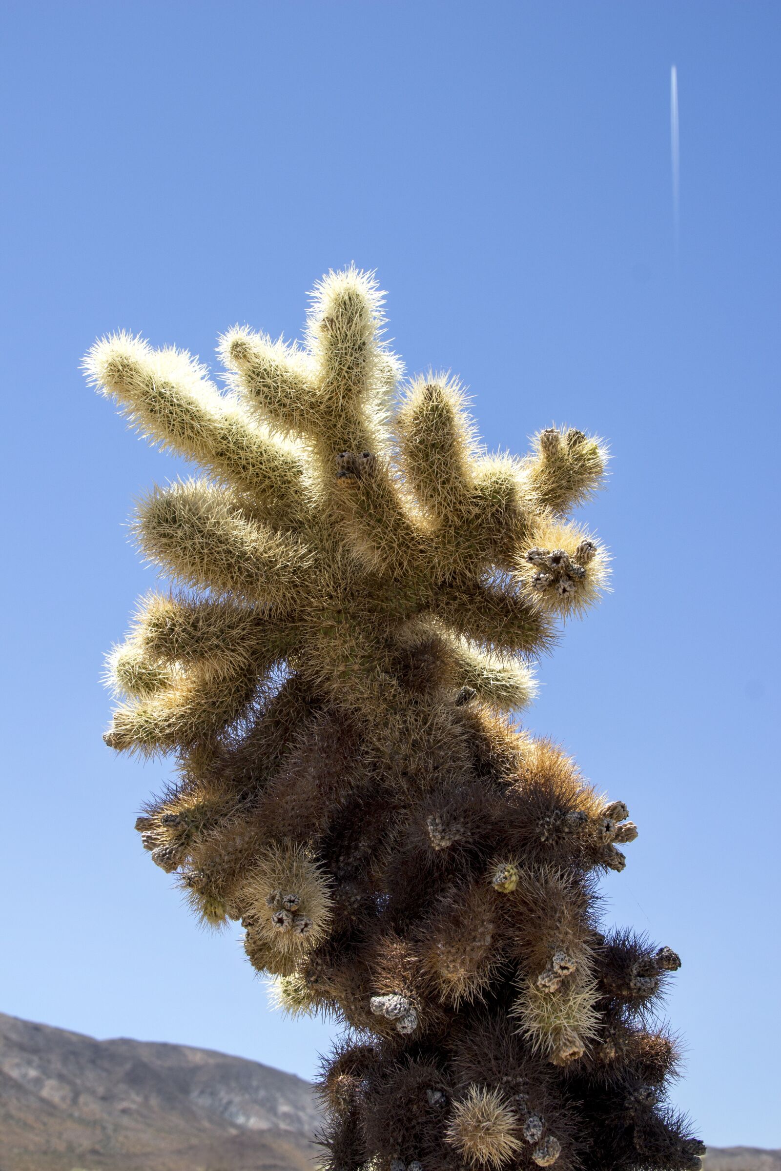 Canon EF 24-105mm F4L IS USM sample photo. Cholla, cactus, joshua tree photography