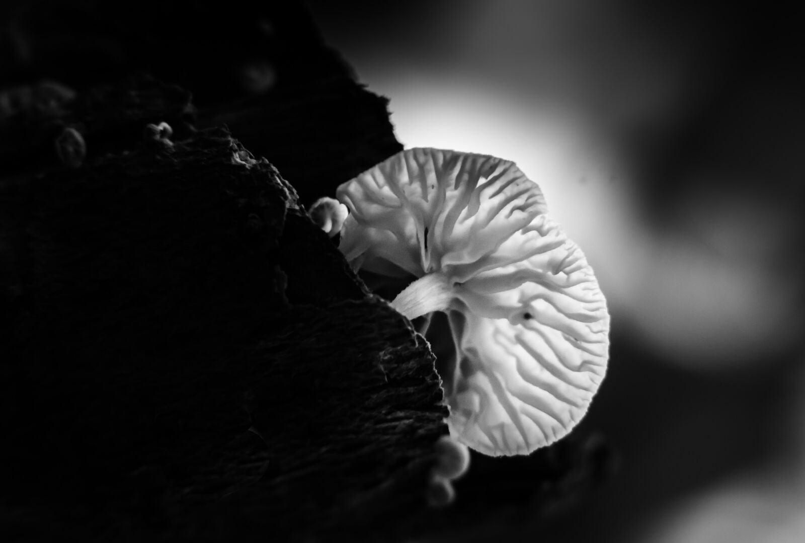 Nikon D7000 sample photo. Nature, mushroom, forest photography