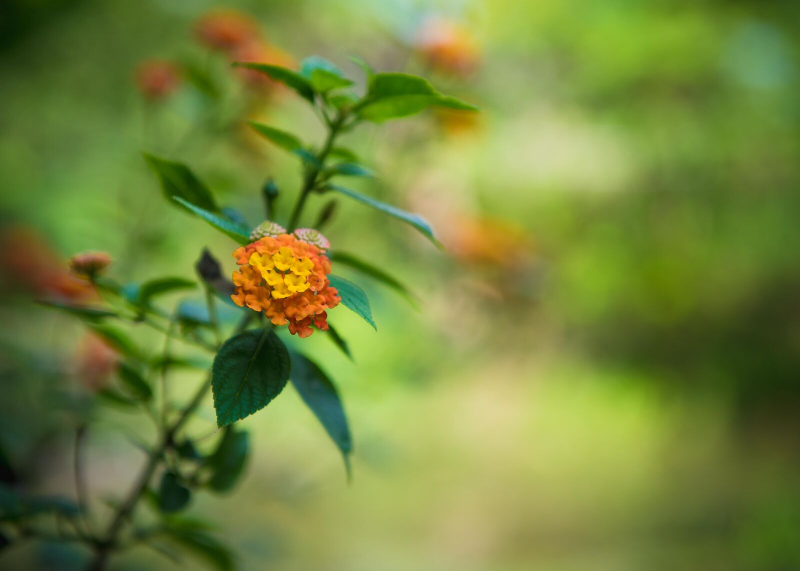 Nikon D810 sample photo. Flowers, rose, garden photography