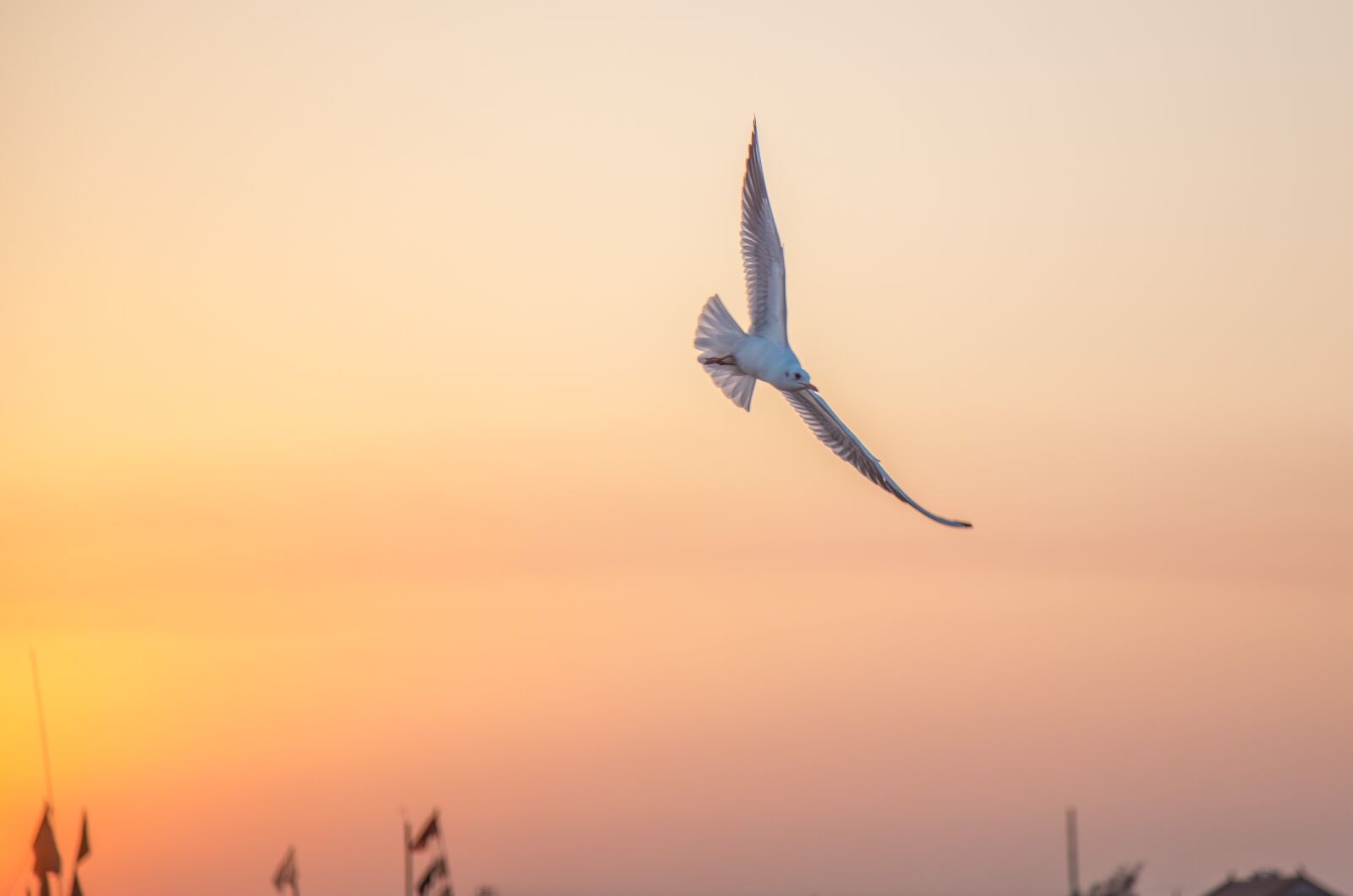 Canon EOS 6D + Canon EF 24-105mm F4L IS USM sample photo. Seagull, twilight, sunset photography