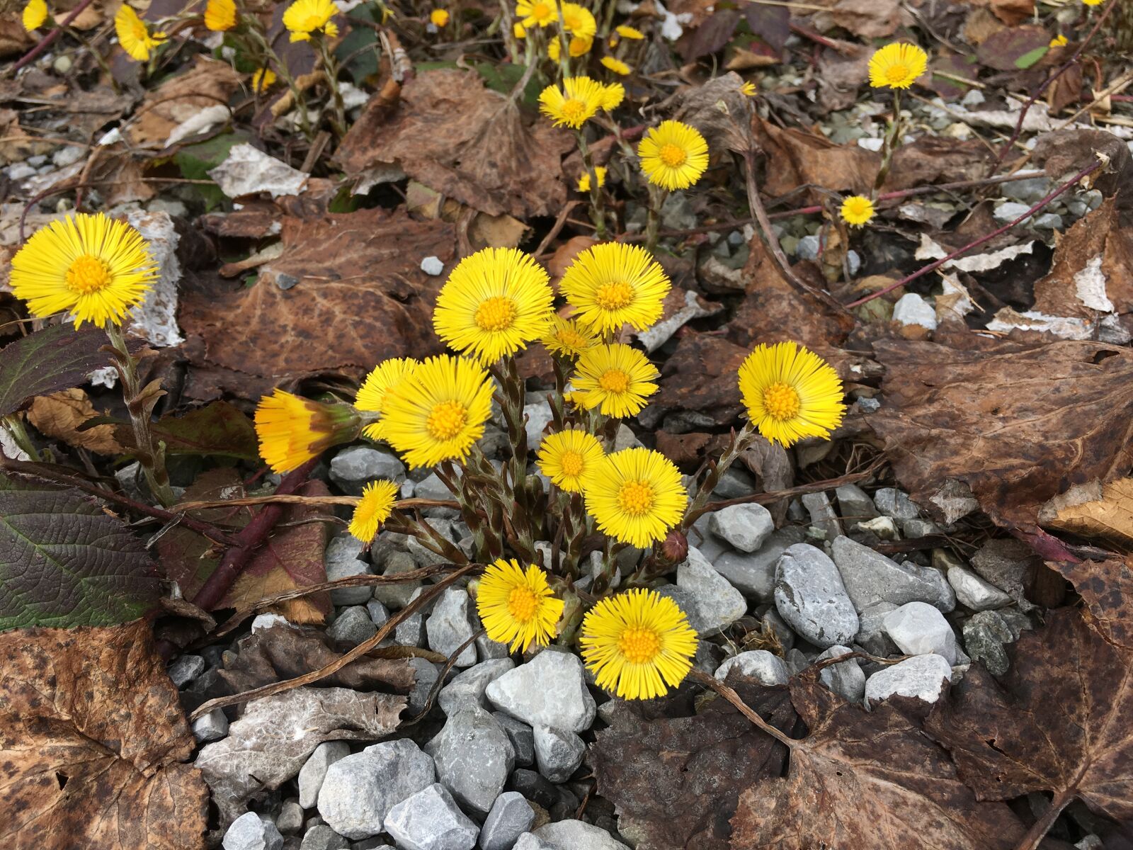 Apple iPhone 6s sample photo. Tussilago farfara, spring, yellow photography