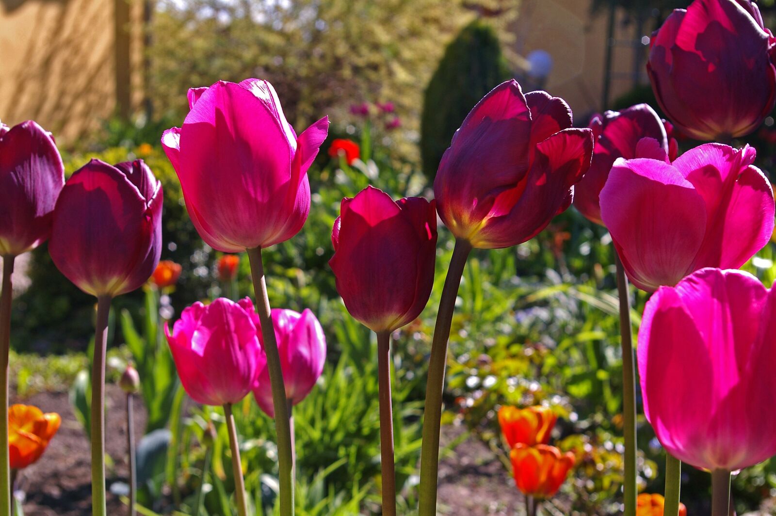 Pentax *ist DL2 sample photo. Tulips, red tulips, red photography