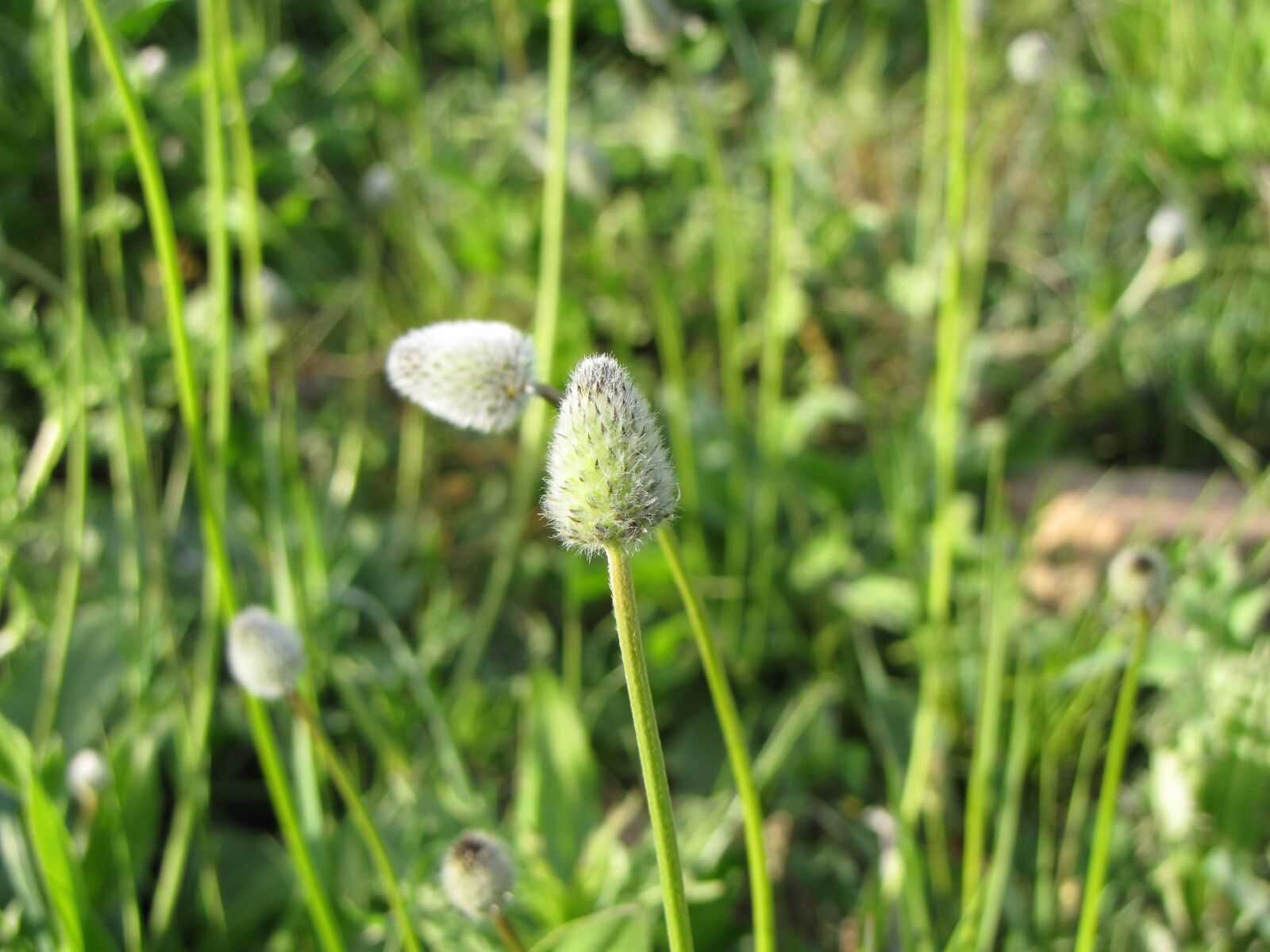Canon PowerShot SX10 IS sample photo. Green, flower, nature photography