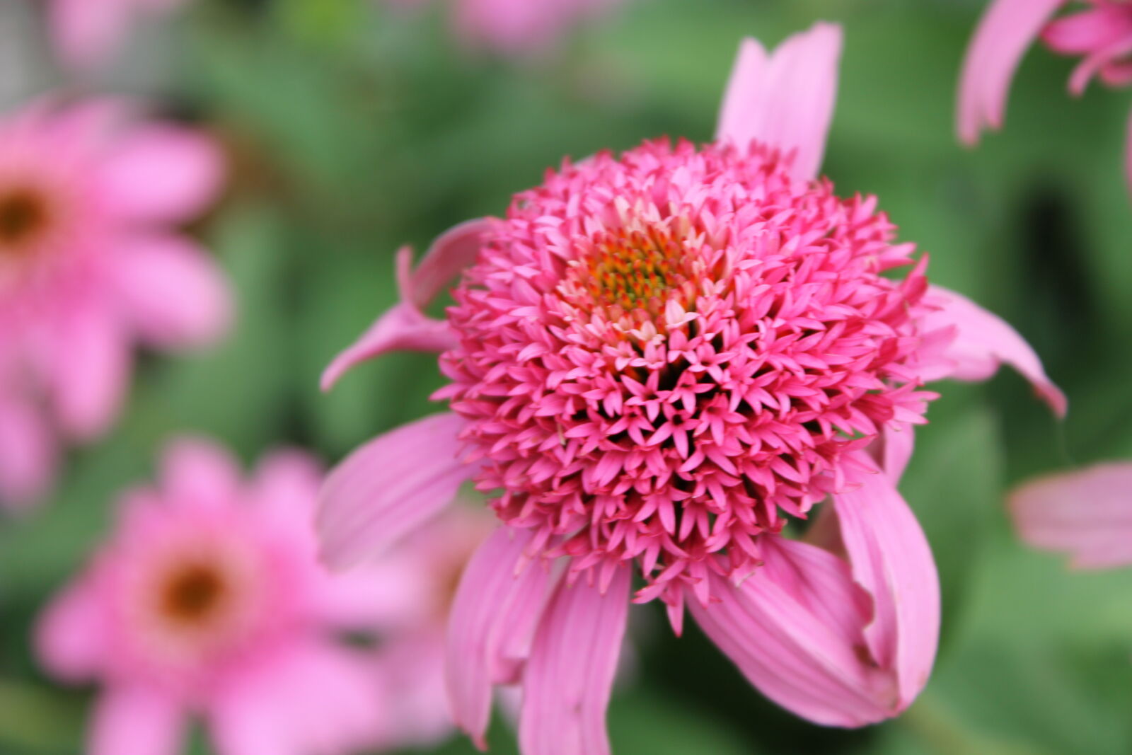 Canon EOS 1100D (EOS Rebel T3 / EOS Kiss X50) sample photo. Bloom, blooming, blossom, botanical photography