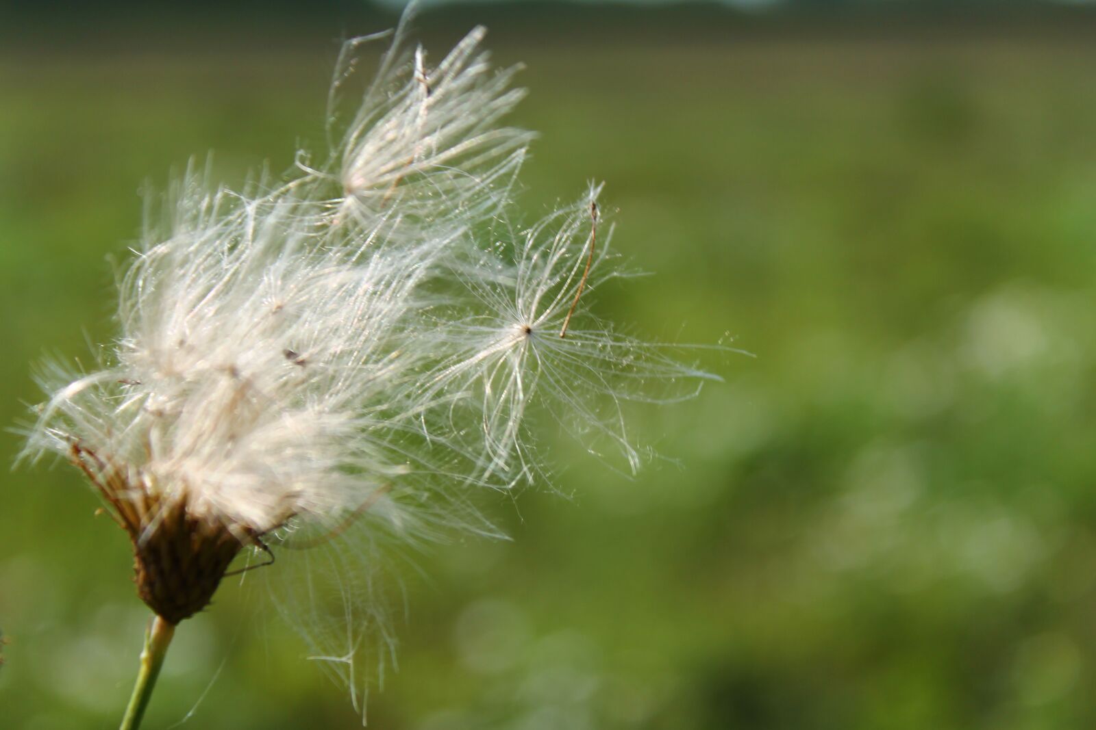 Canon EOS 1100D (EOS Rebel T3 / EOS Kiss X50) sample photo. Nature, landscape, green photography