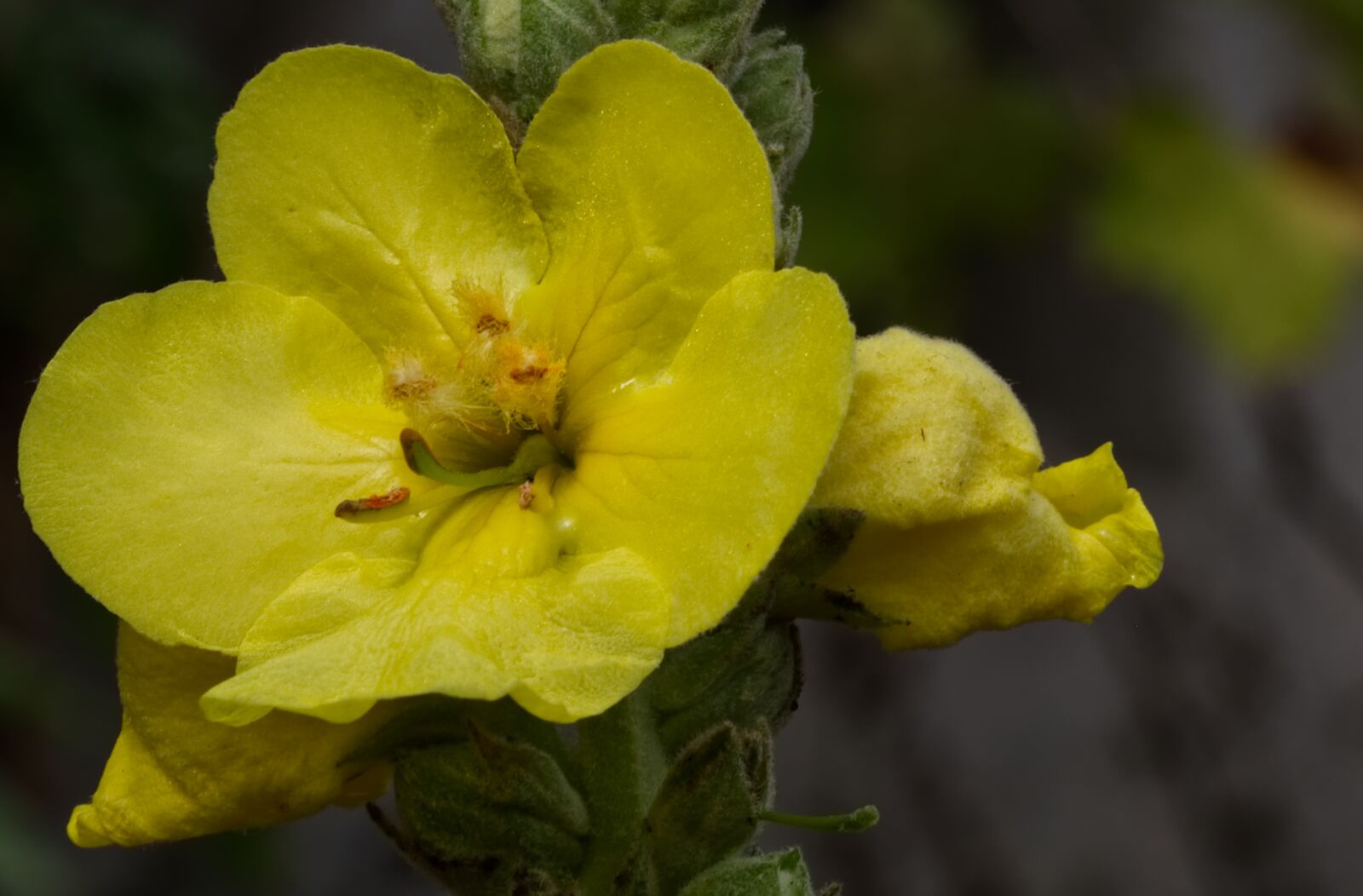 Nikon D5500 sample photo. Mullein, flower, nature photography