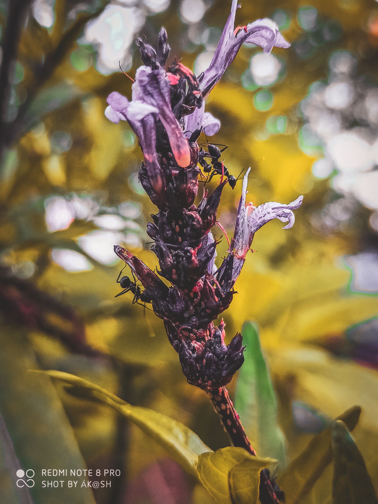Xiaomi Redmi Note 8 Pro sample photo. Ants life, flowers, sweetness photography