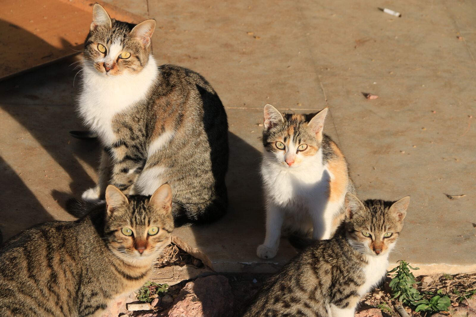 Canon EF-S 18-135mm F3.5-5.6 IS sample photo. Cat, animal, animal portrait photography