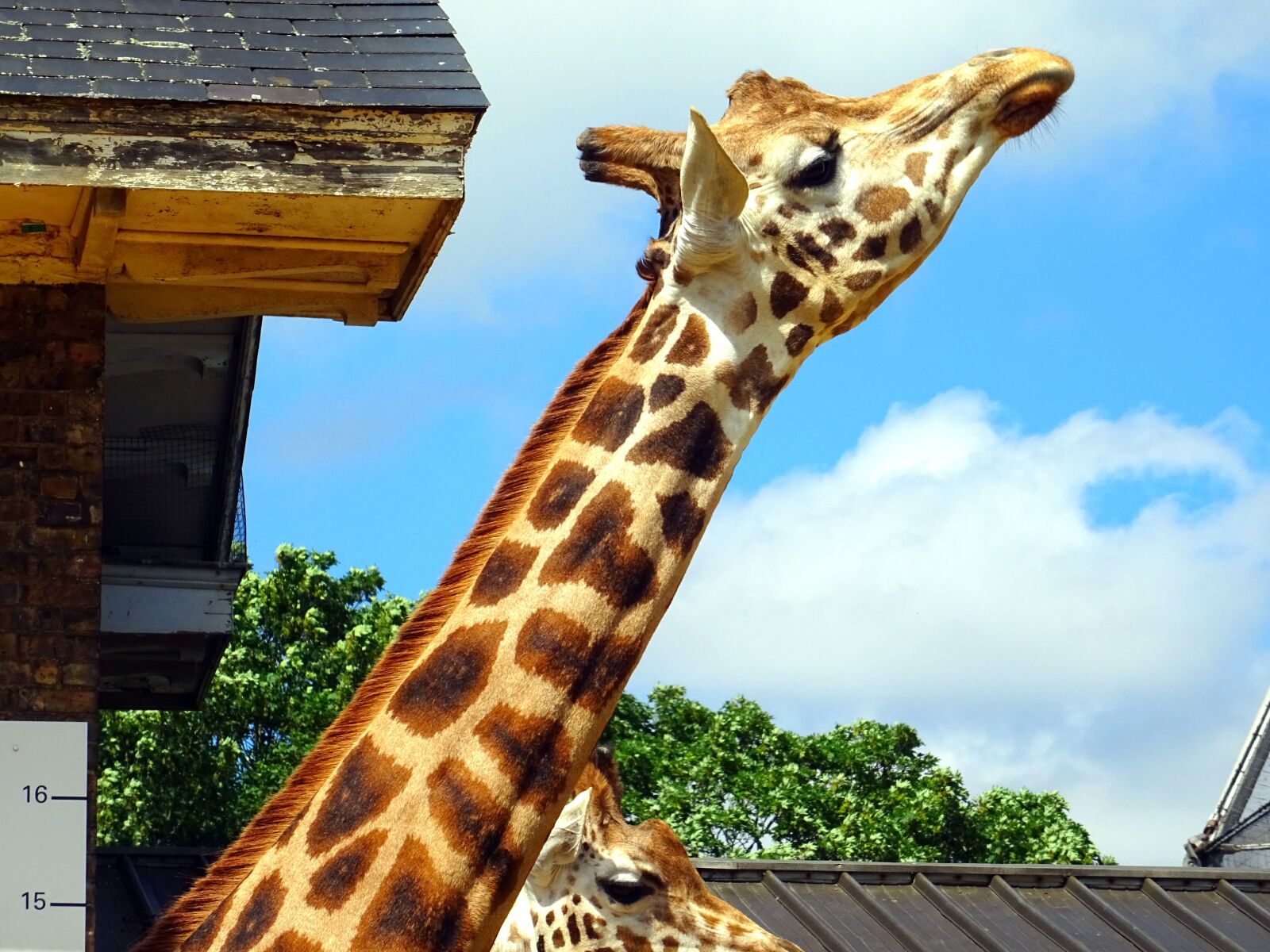 Sony DSC-HX60 sample photo. Animals, big, clouds, daylight photography