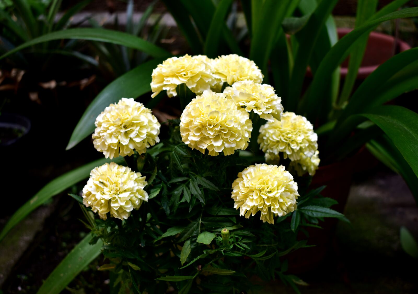 Nikon D5600 sample photo. Flower, flowers, dead photography