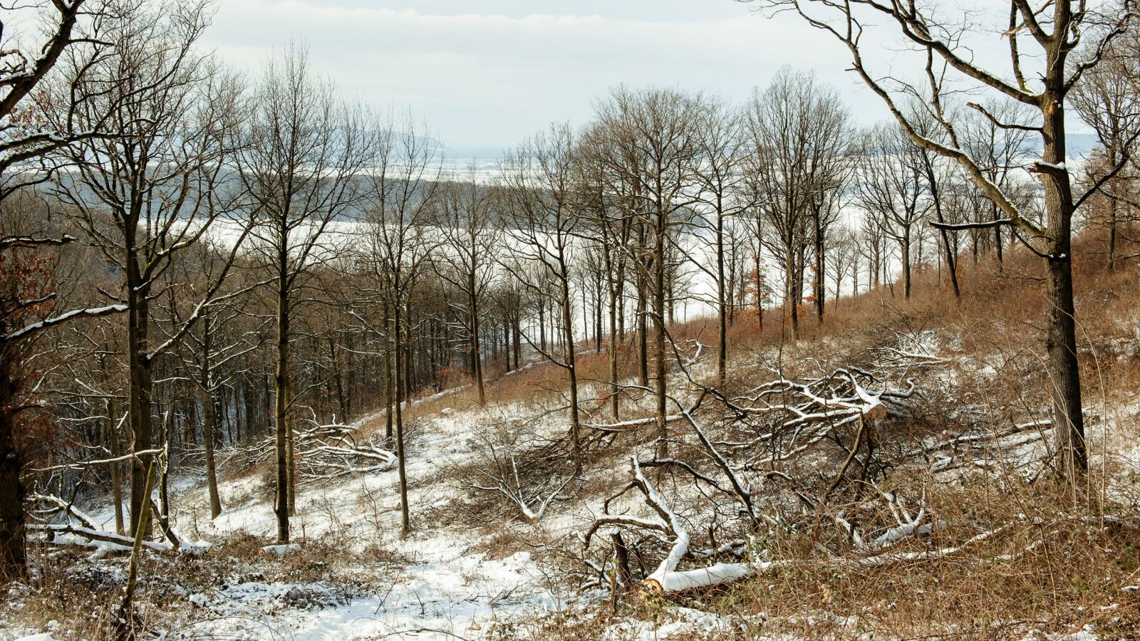 Nikon D700 sample photo. Nature, winter, tree photography
