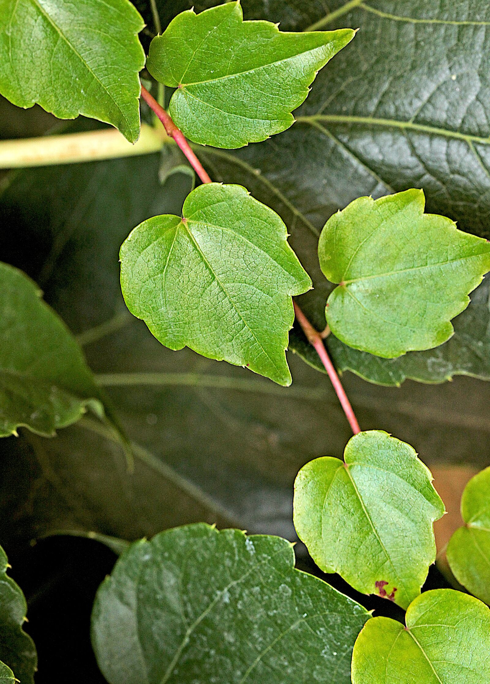 Canon EOS 5D Mark II sample photo. Foliage, vines, young leaves photography