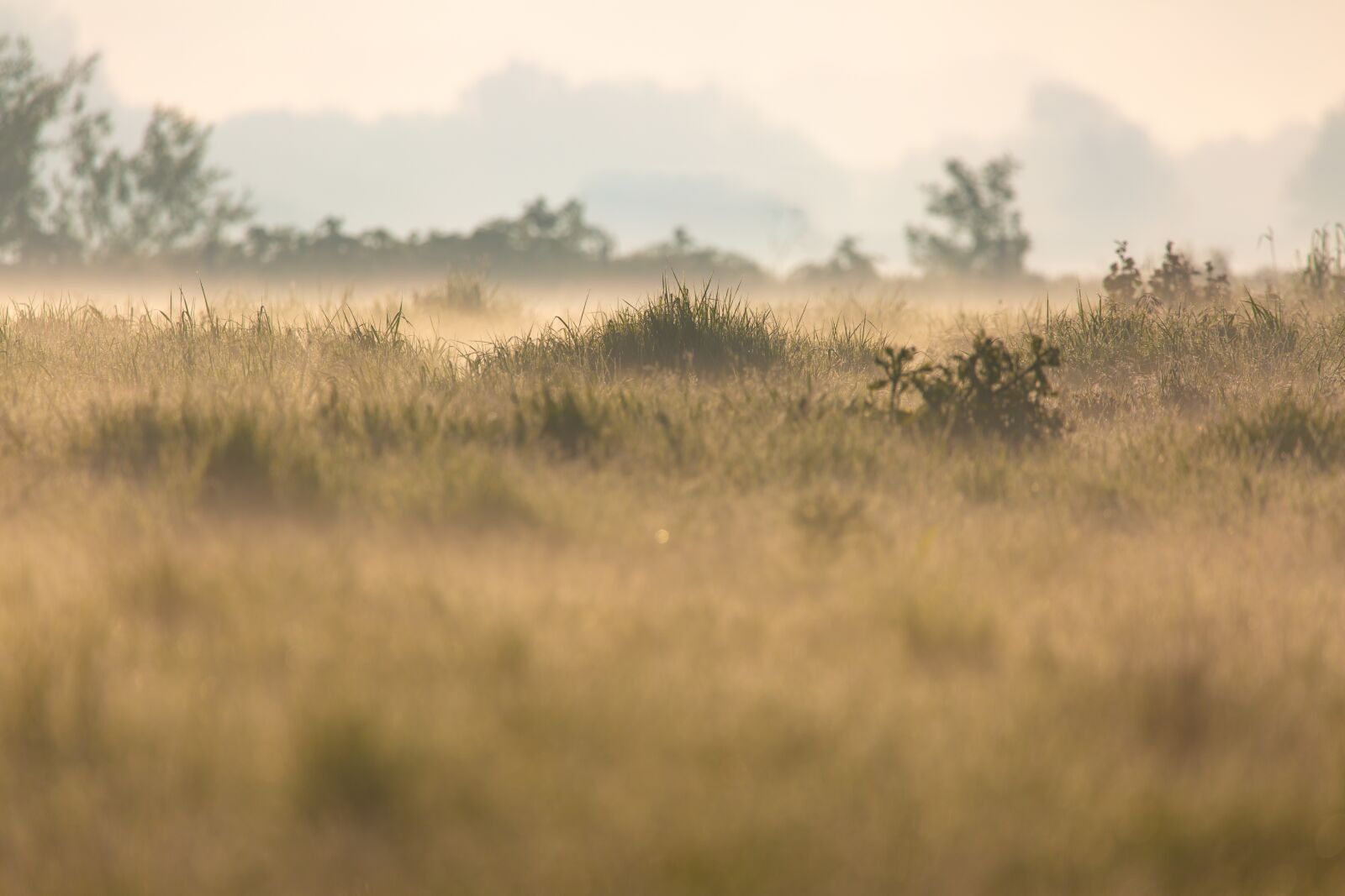 150-600mm F5-6.3 DG OS HSM | Contemporary 015 sample photo. Misty morning, sunrise, sun photography