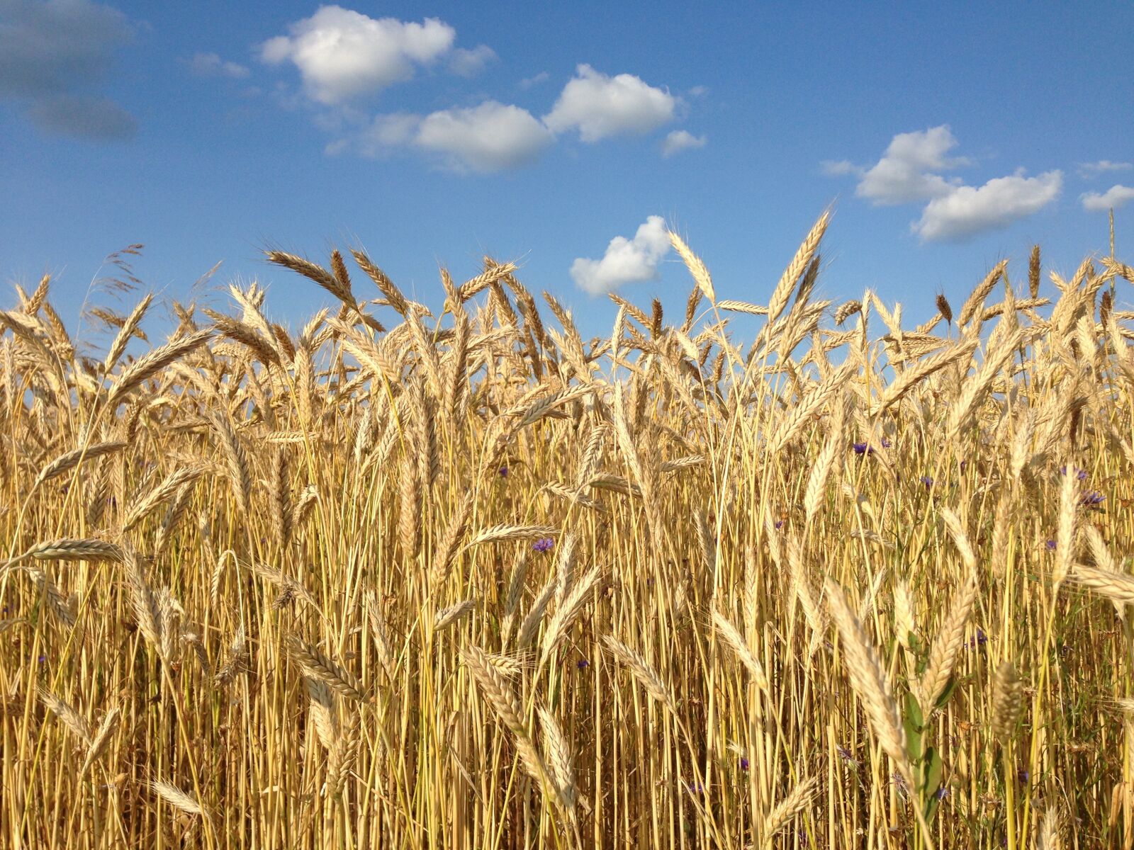 Apple iPhone 5 sample photo. Cereals, field, spike photography