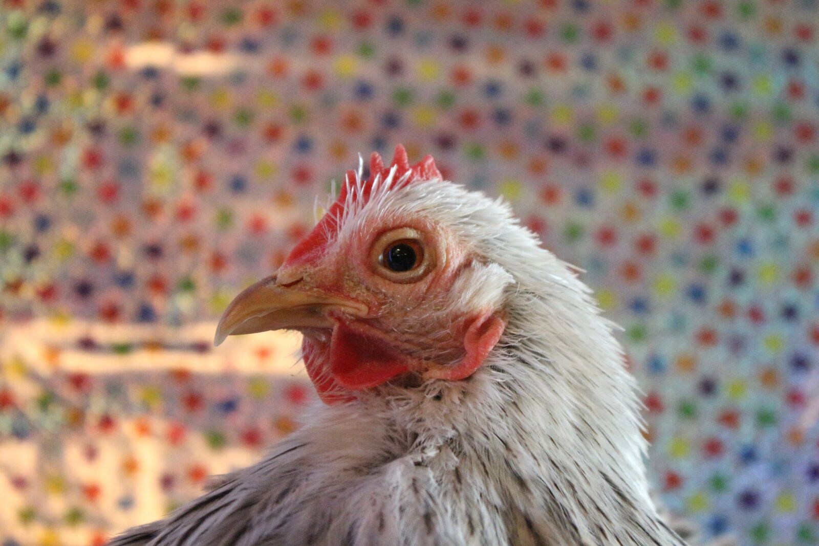 Canon EF-S 18-55mm F3.5-5.6 IS sample photo. Chicken, hen, curly photography