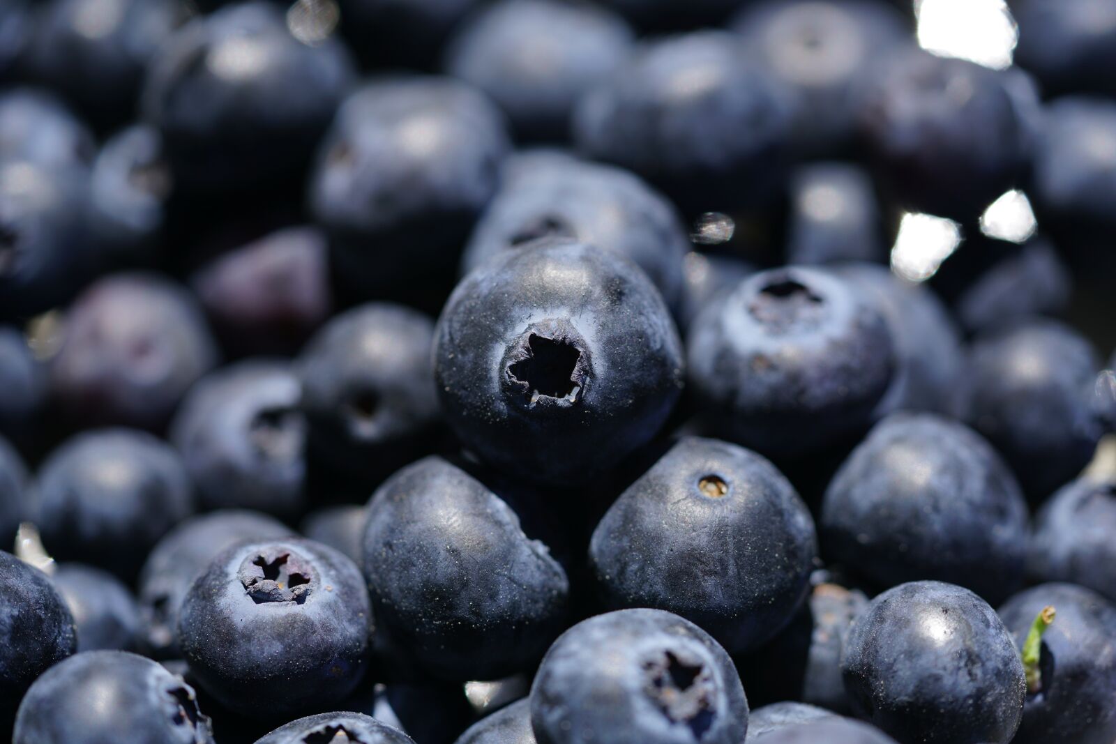 Sony a7R II + Sony FE 90mm F2.8 Macro G OSS sample photo. Blueberry, vaccinium myrtillus, berries photography