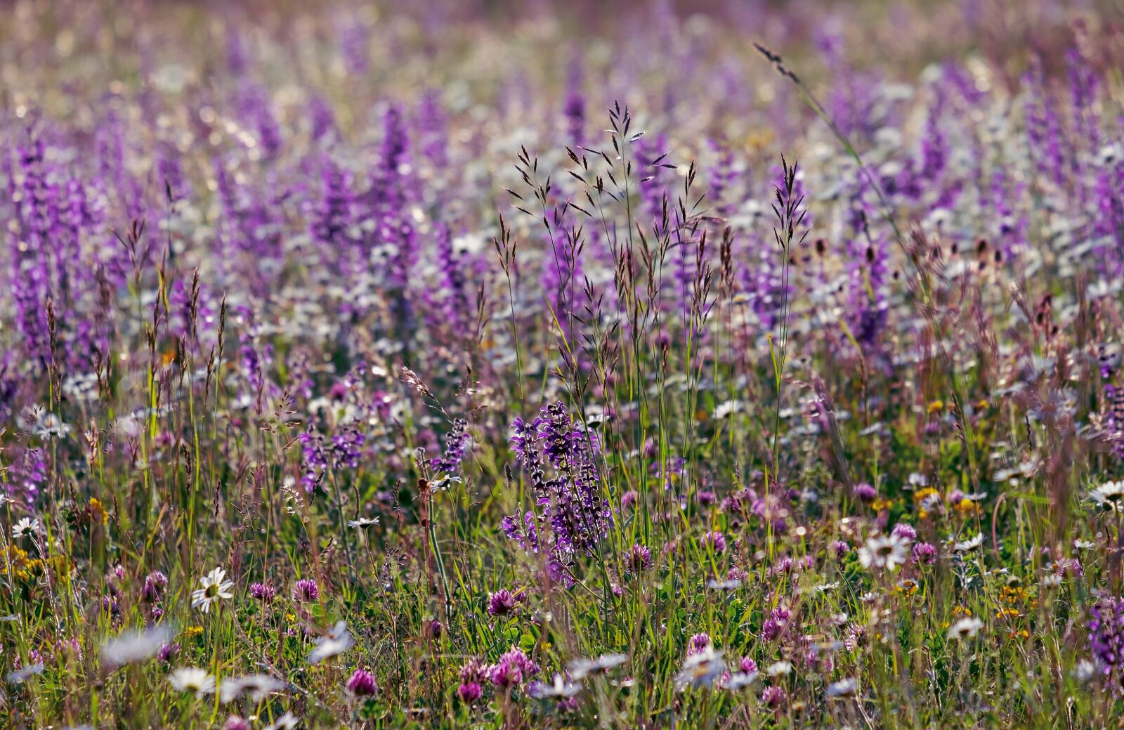Fujifilm XF 55-200mm F3.5-4.8 R LM OIS sample photo. Wild sage, bloom, color photography