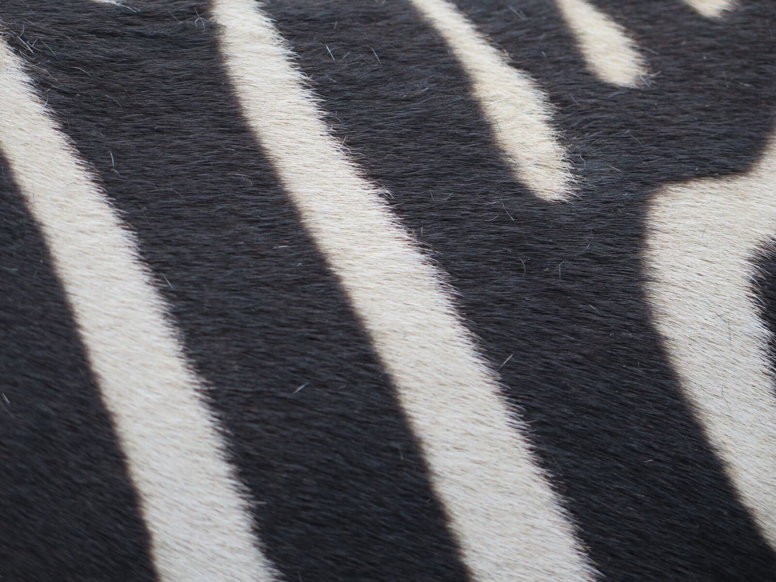 Canon PowerShot G16 sample photo. Zebra, strip, striped photography
