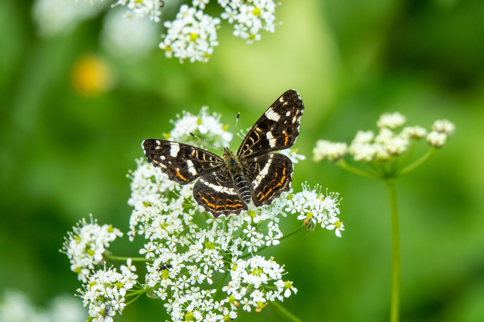 Sony Cyber-shot DSC-RX10 IV sample photo. Butterfly, flower, plant photography