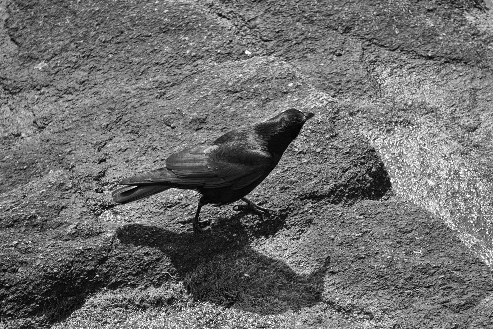 Sony E 55-210mm F4.5-6.3 OSS sample photo. Corneille, bird, fauna photography