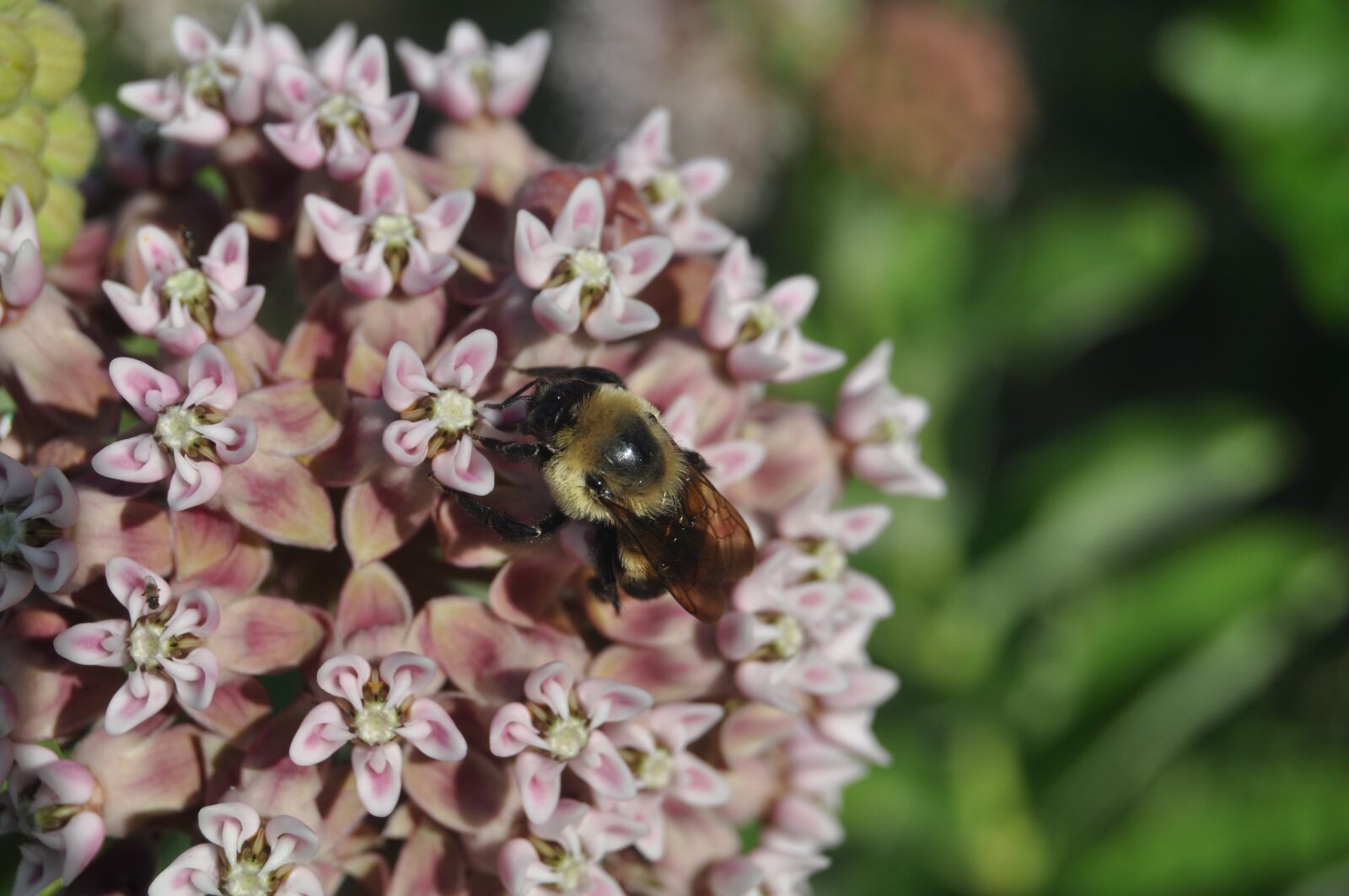 Nikon D90 sample photo. Bee, flower, purple flower photography