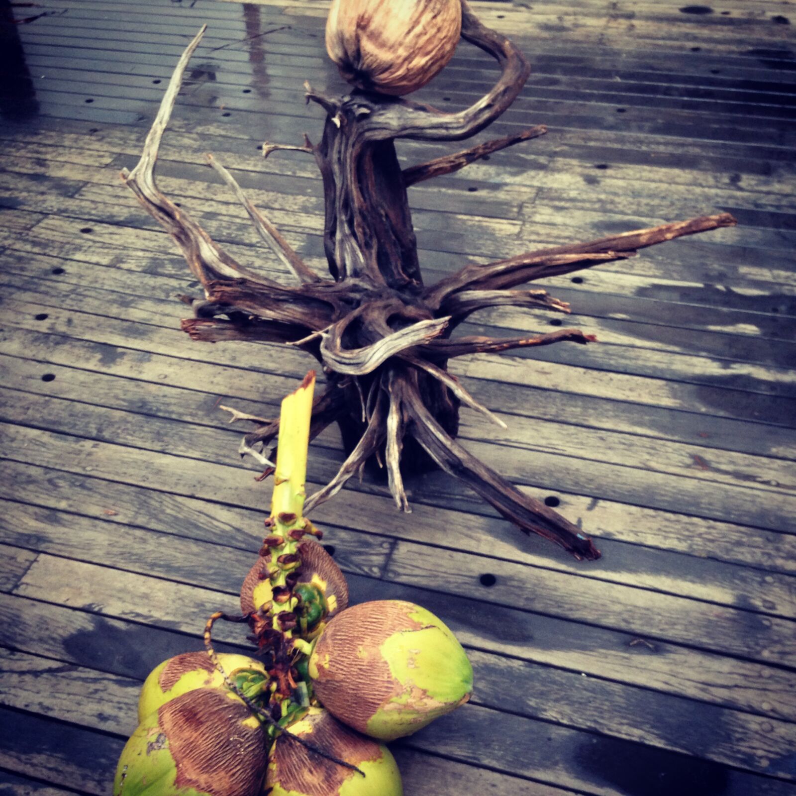 iPhone 5 back camera 4.12mm f/2.4 sample photo. Coconut, driftwood, green, wood photography