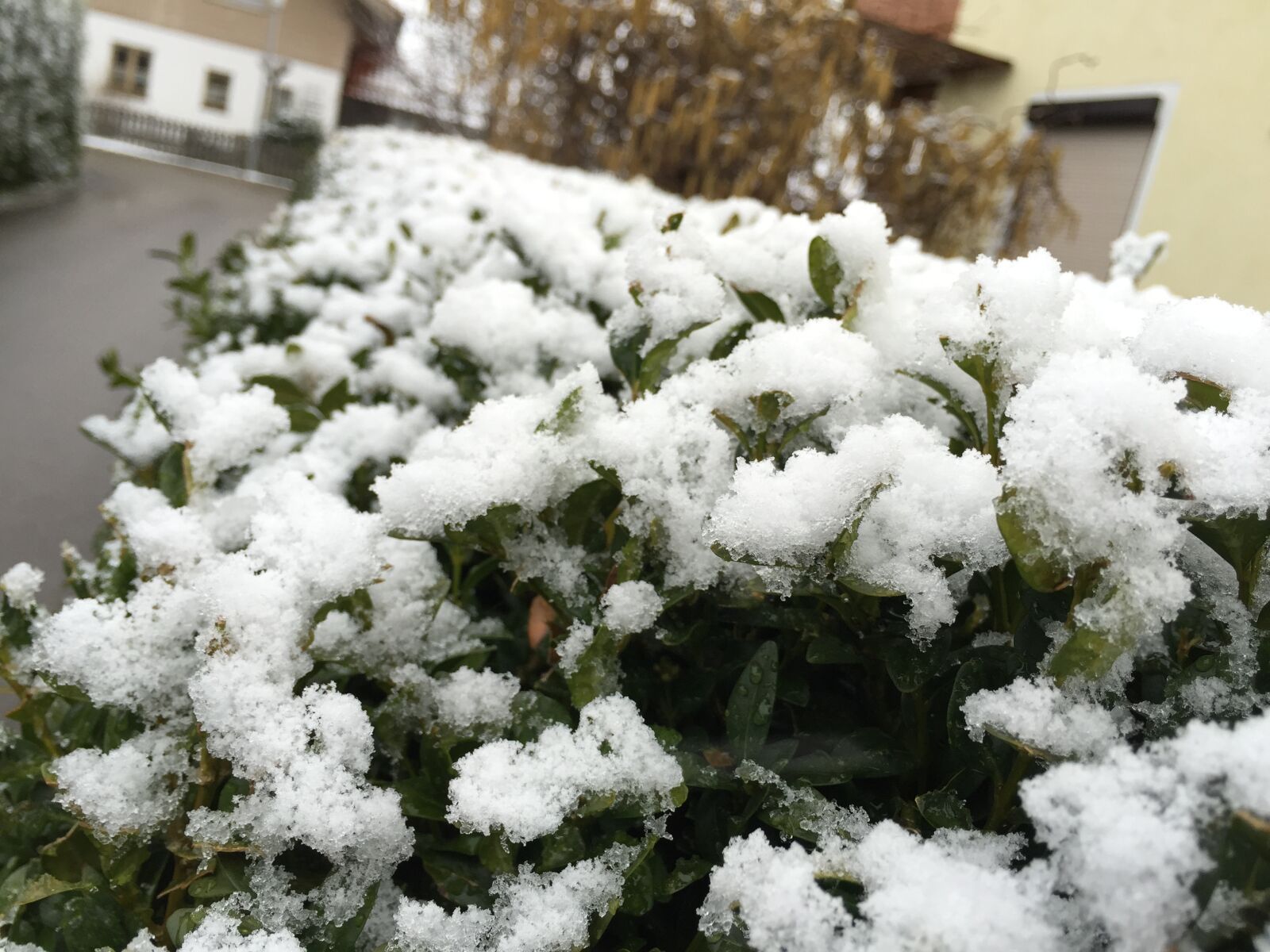 Apple iPhone 6 sample photo. Garden, snow photography