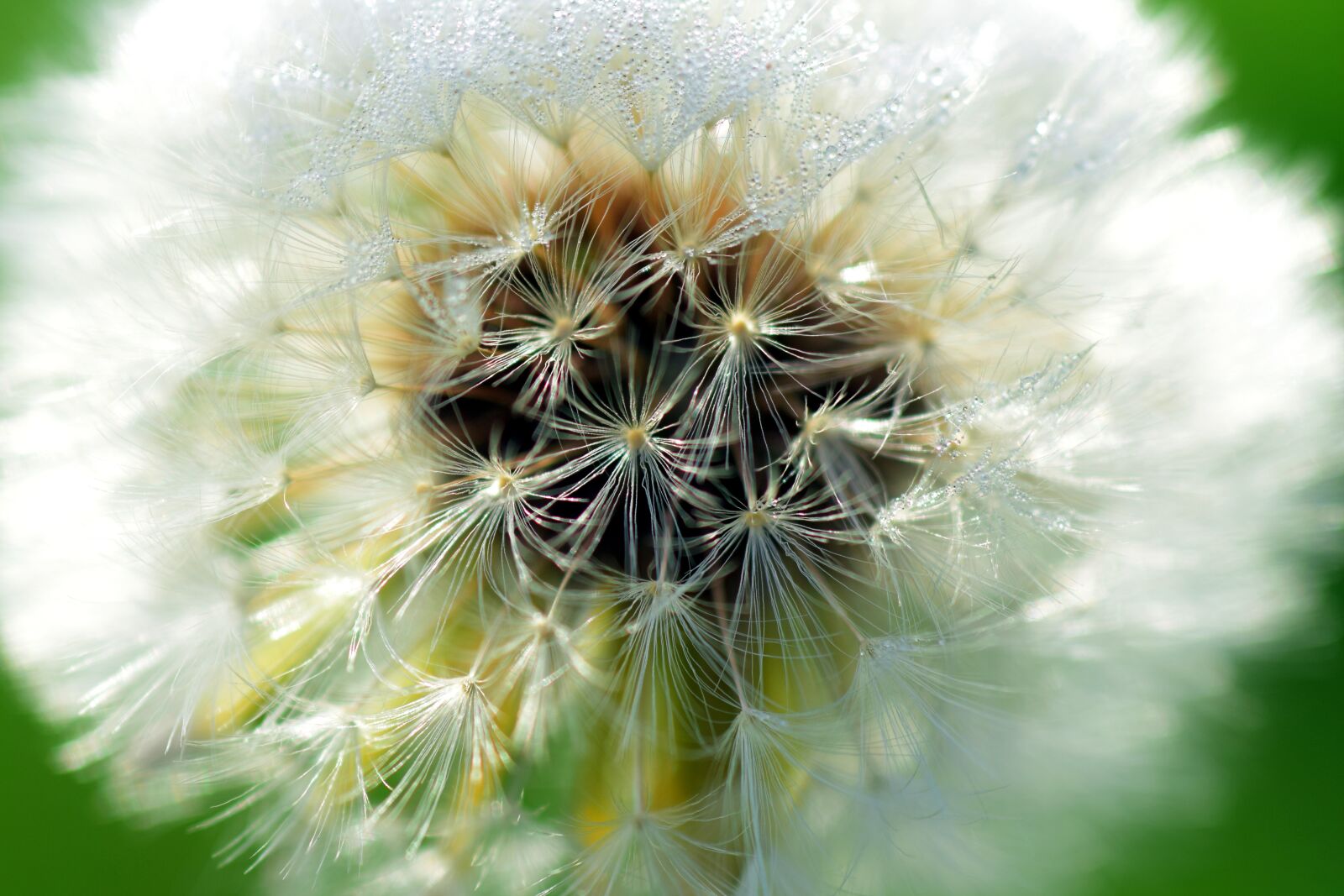 Nikon D3300 sample photo. Dandelion, close up, common photography