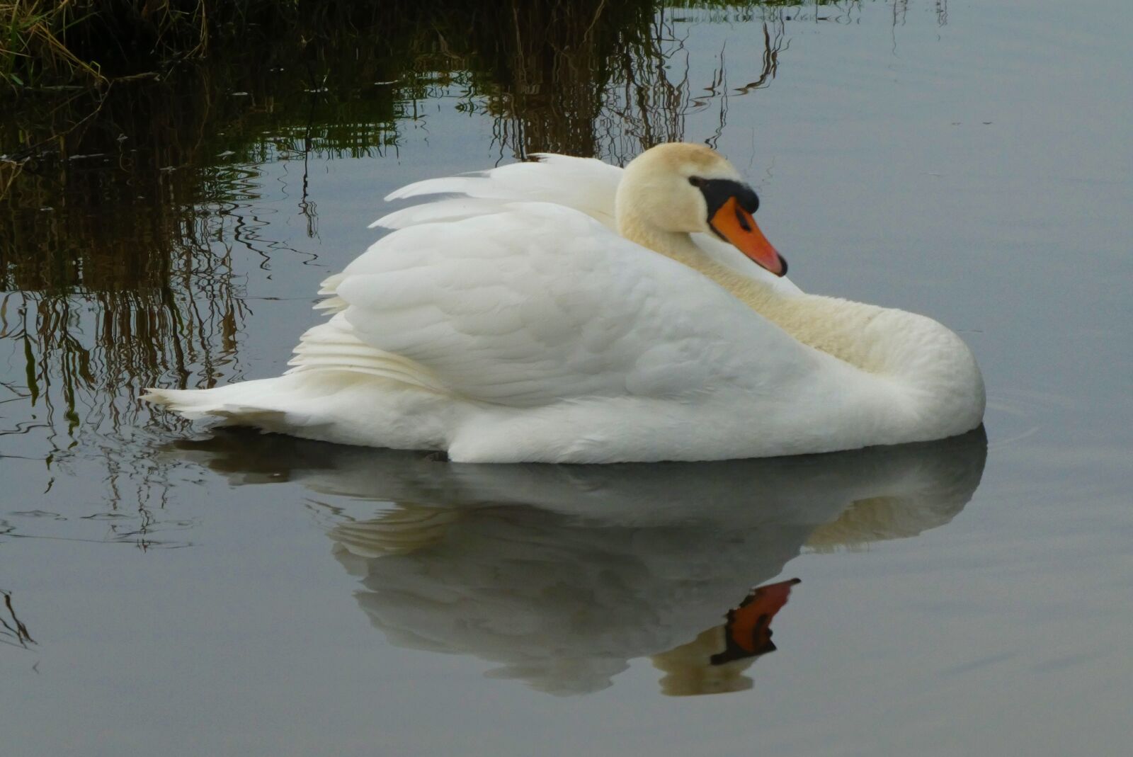 Panasonic Lumix DC-ZS70 (Lumix DC-TZ90) sample photo. Swan, feathers, waterfowl photography