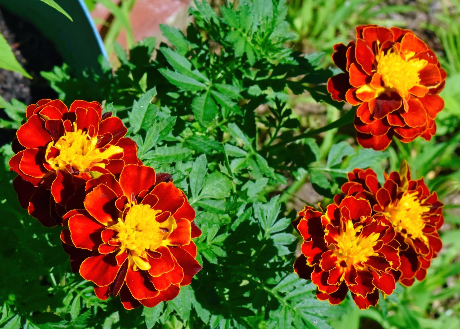 Nikon D3300 sample photo. Red, yellow, flower photography