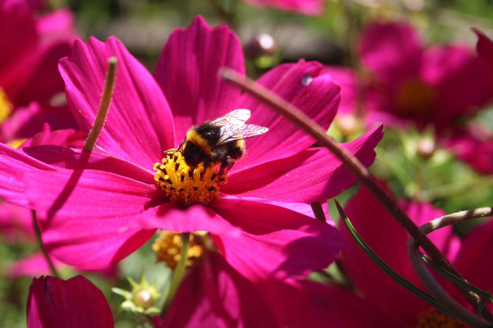 Canon EF-S 18-55mm F3.5-5.6 sample photo. Pollination, bumblebee, cosmos flower photography