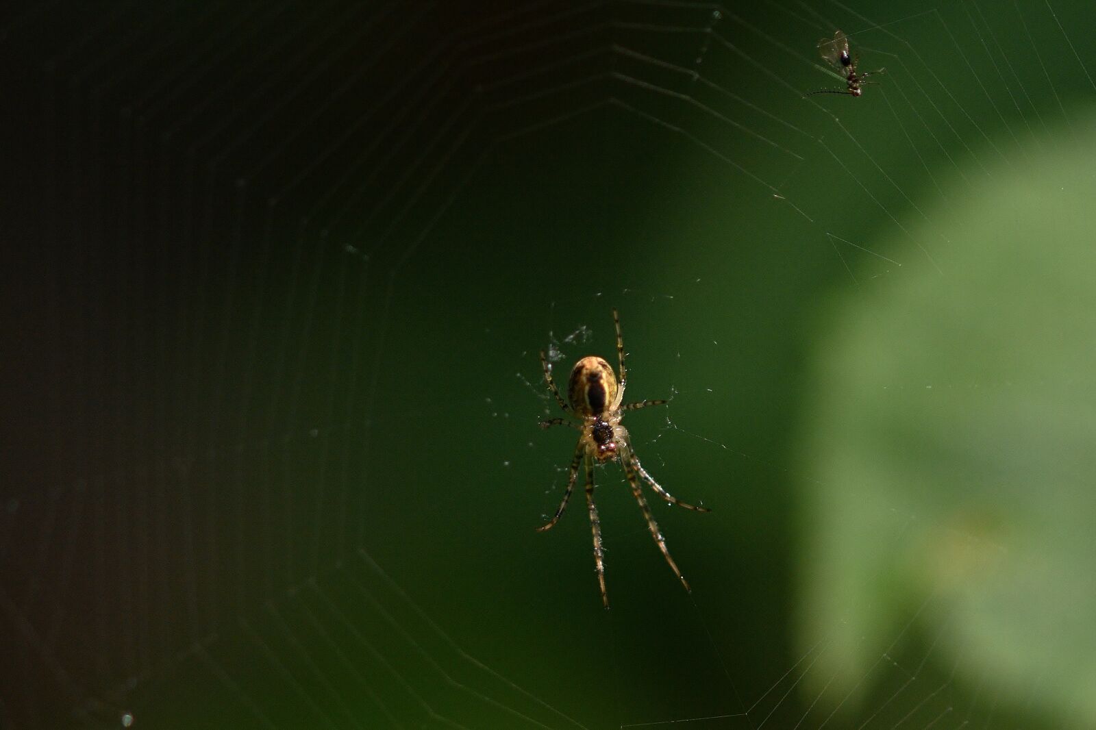 Nikon D5200 sample photo. Spider, web, forest photography