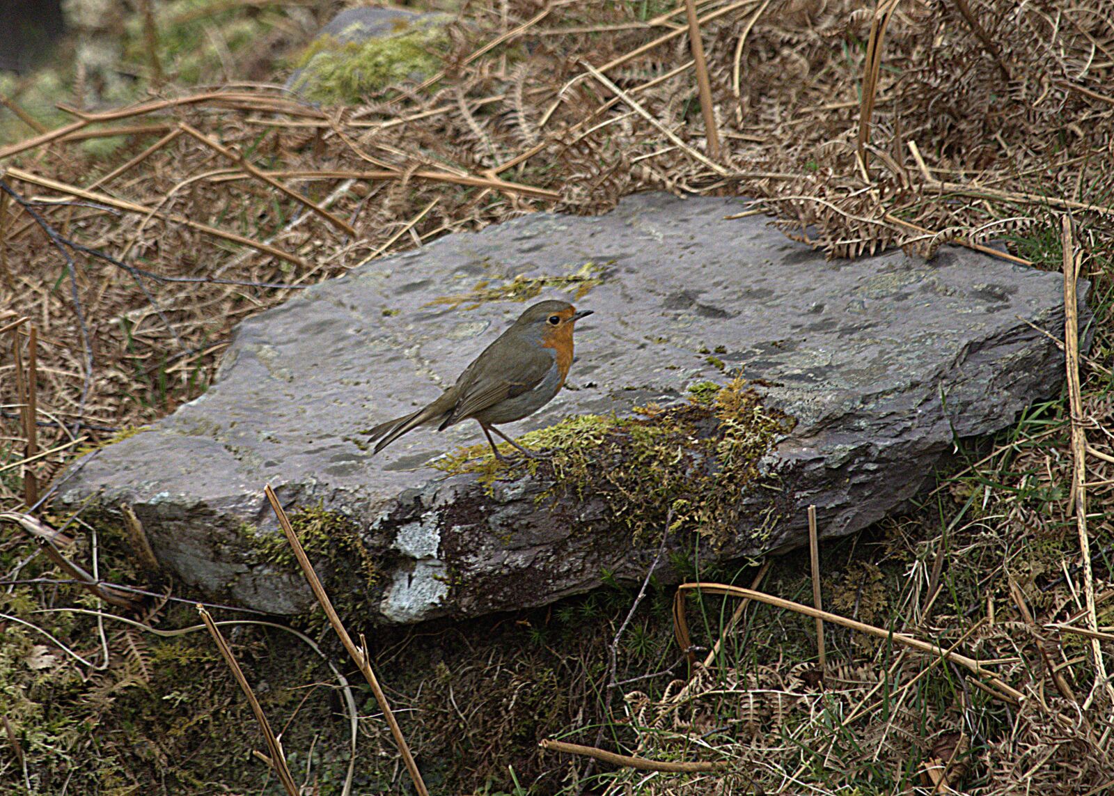 Canon EOS 90D sample photo. Robin, bird, nature photography