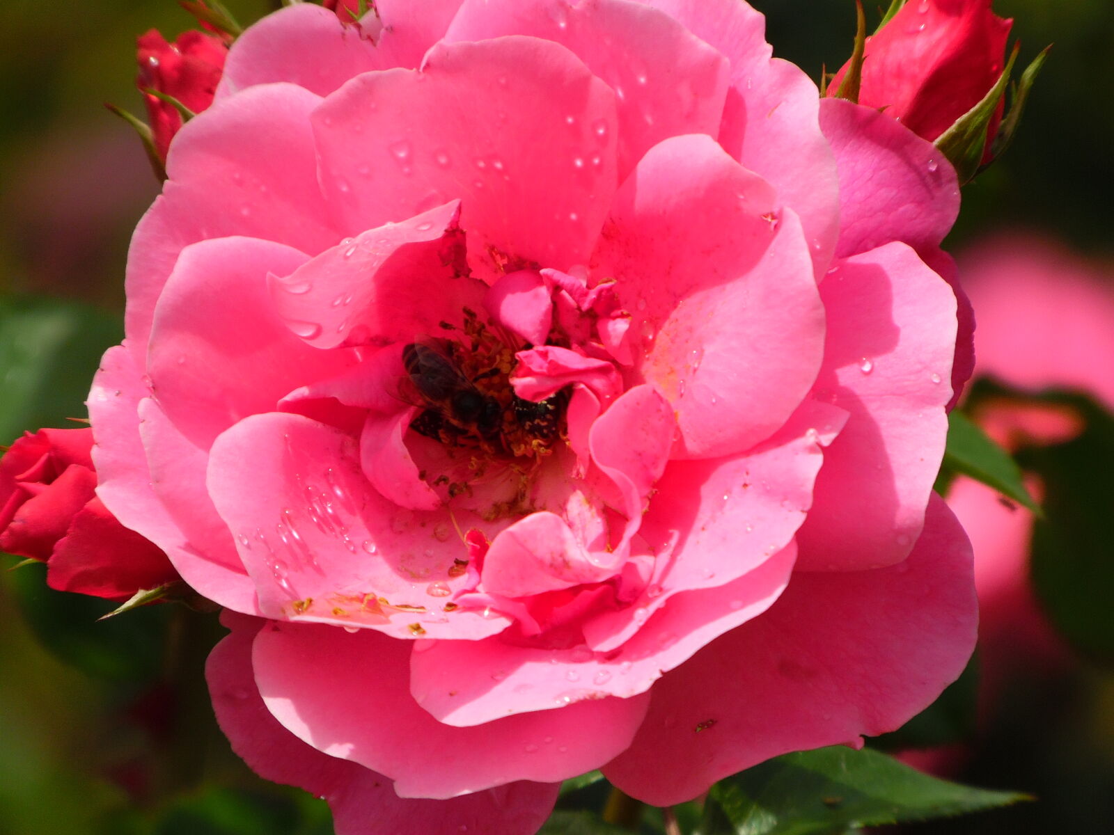 Samsung WB1100F/WB1101F/WB1102F sample photo