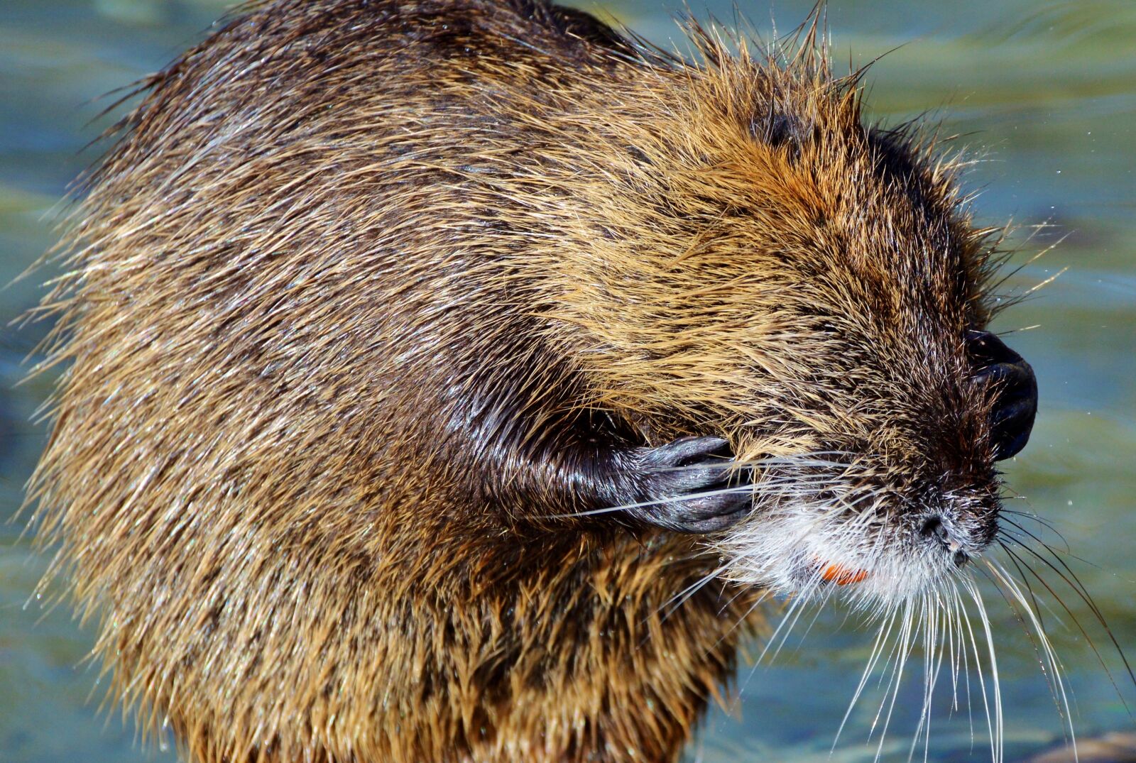 Nikon D3200 sample photo. Nutria, rodent, water rat photography