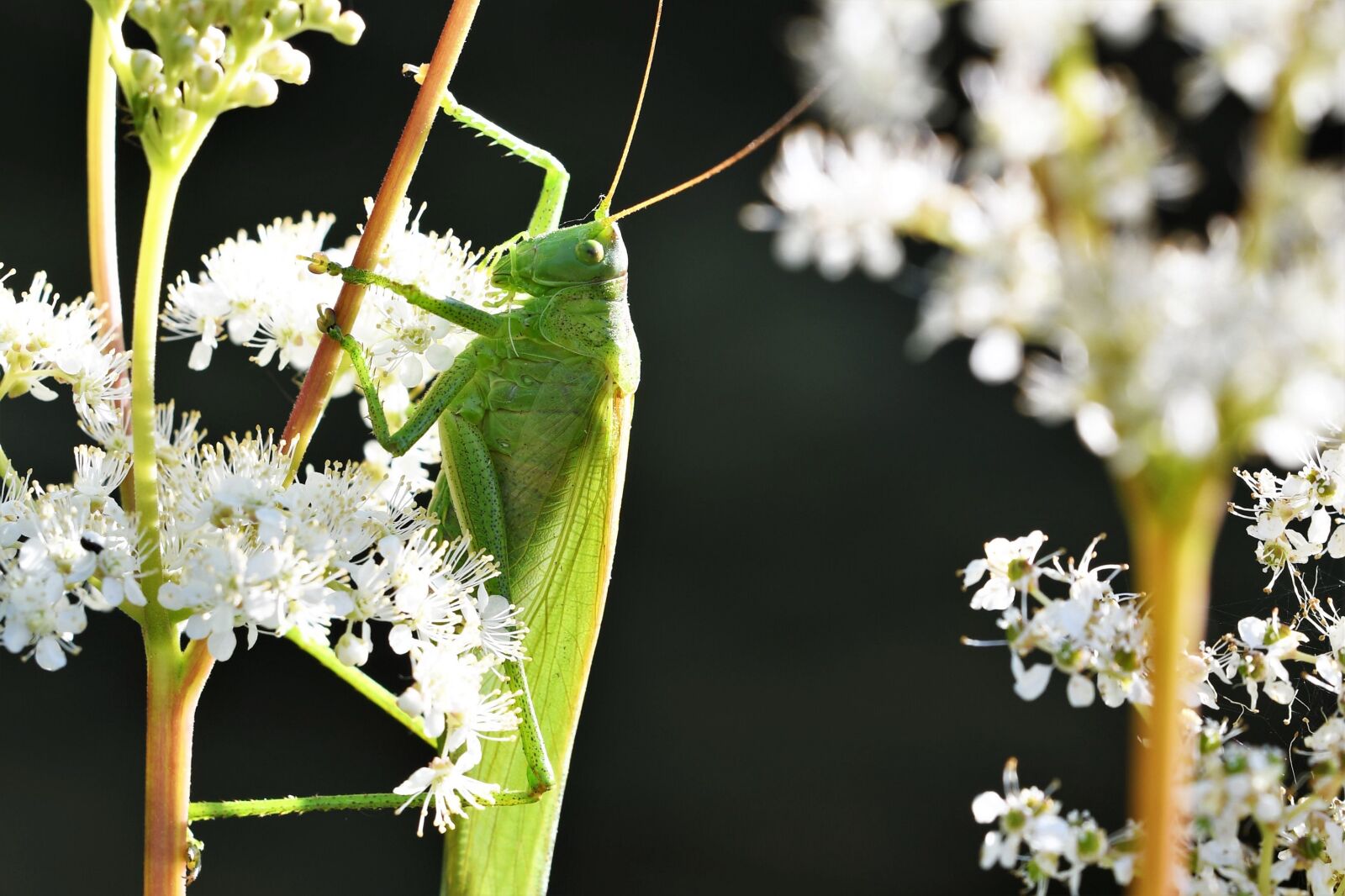 Nikon D500 sample photo. Tettigonia viridissima, grasshopper, close photography