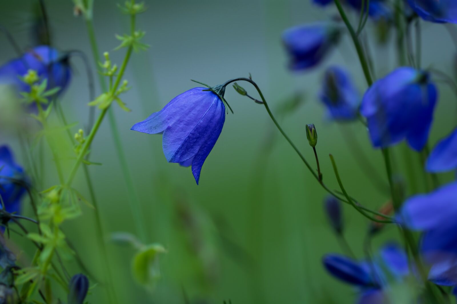 Nikon D7100 sample photo. Round leaved bellflower, campanula photography