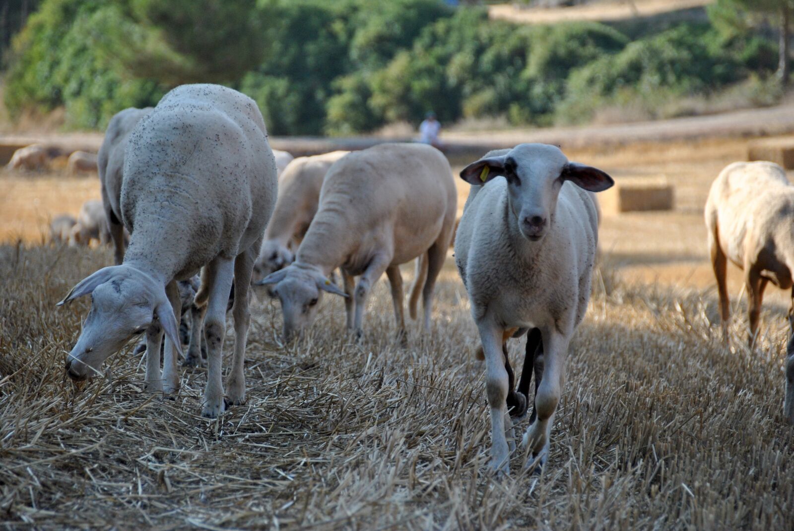 Nikon D3000 sample photo. Sheep, goat, nature photography