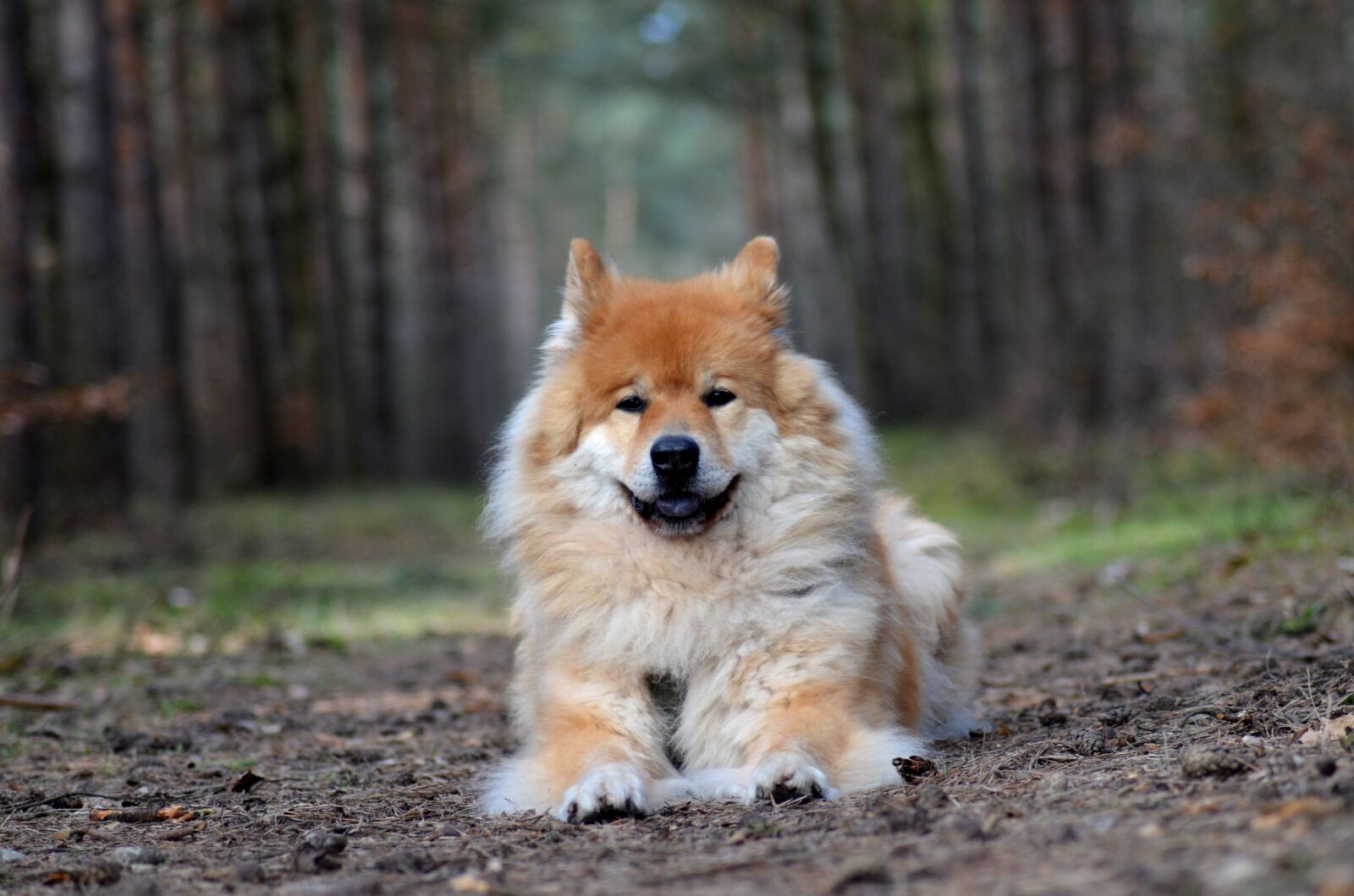 Nikon D5100 sample photo. Eurasians, dog, pet photography
