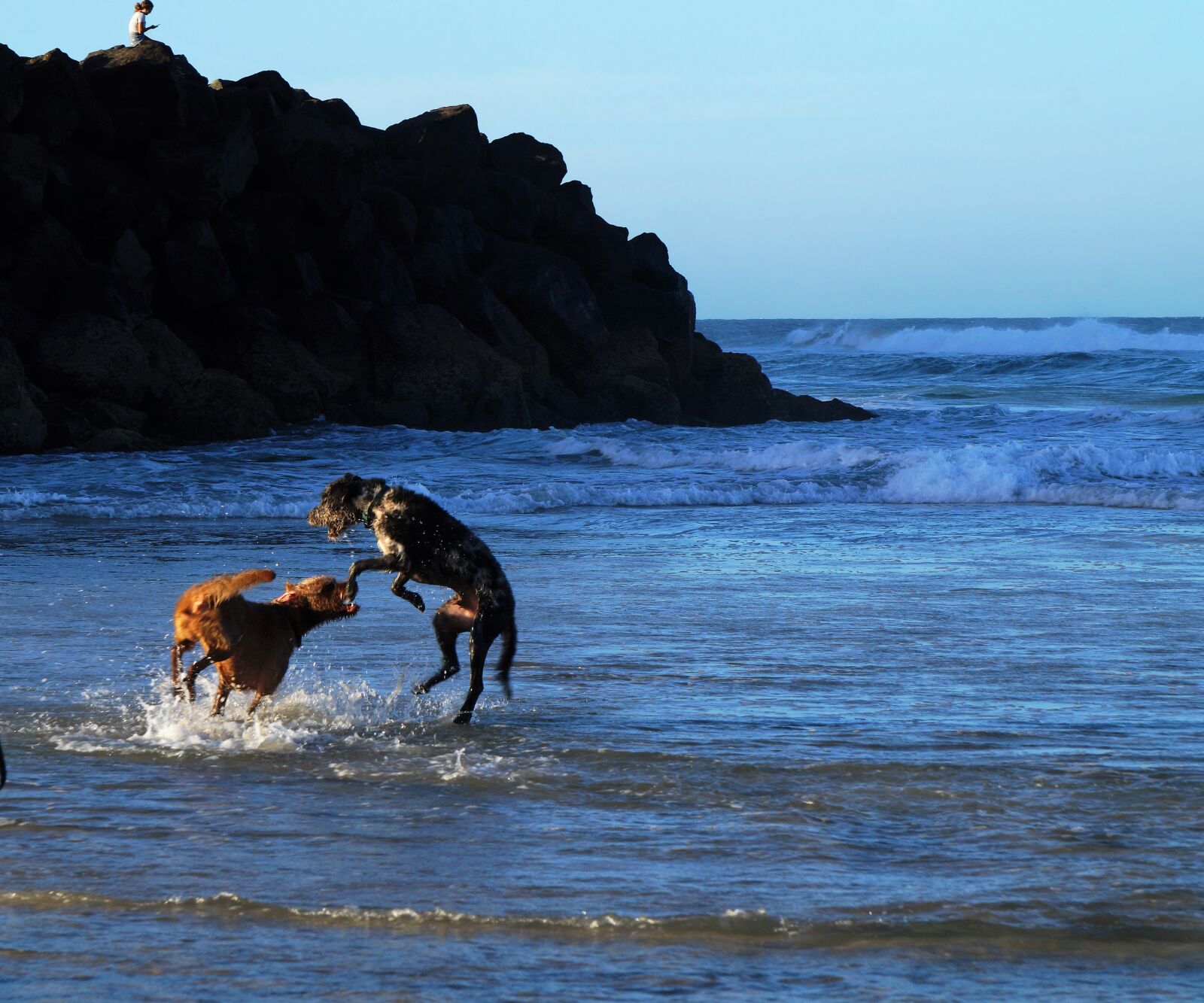 Sony Alpha a3500 + Sony E 55-210mm F4.5-6.3 OSS sample photo. Dogs on beach, dogs photography