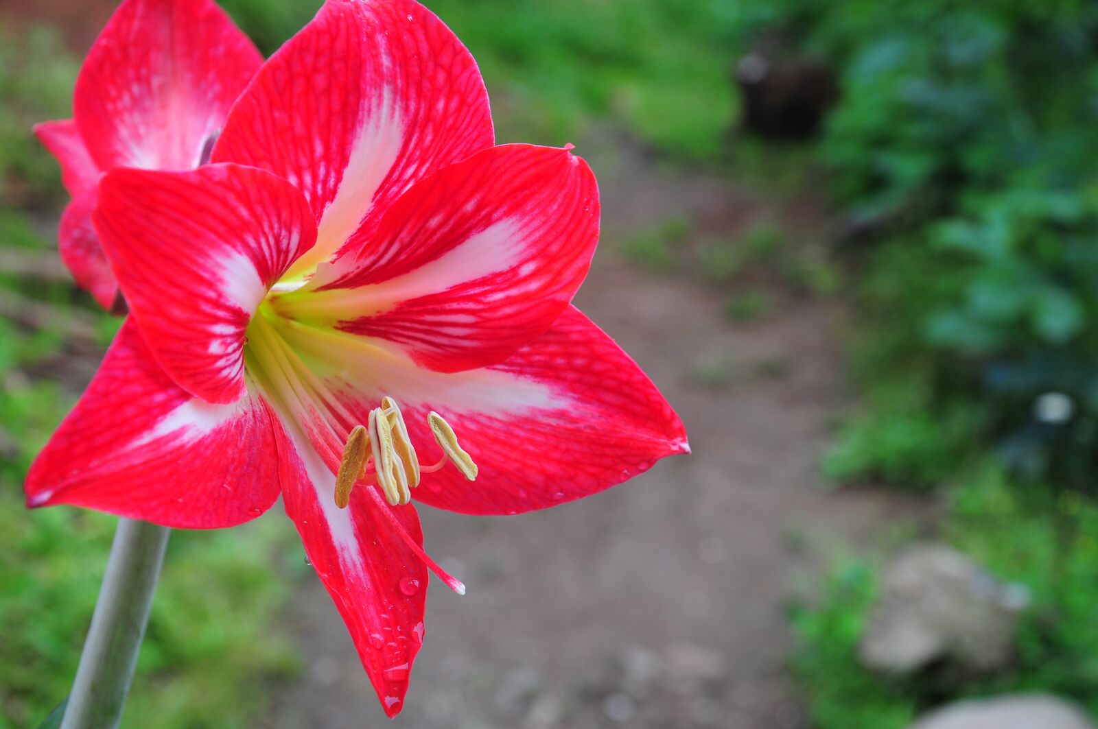 Nikon D90 sample photo. Flower, pink flower, flowers photography
