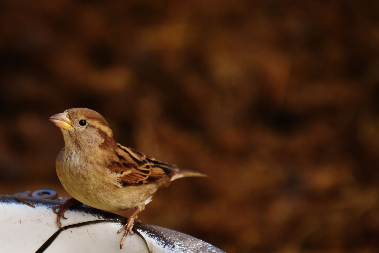 Nikon D7200 sample photo. Sparrow, bird, birdie photography