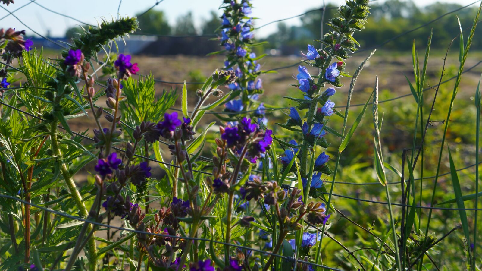 Sony Alpha a3000 + Sony E 18-55mm F3.5-5.6 OSS sample photo. Nature, plants, blue photography