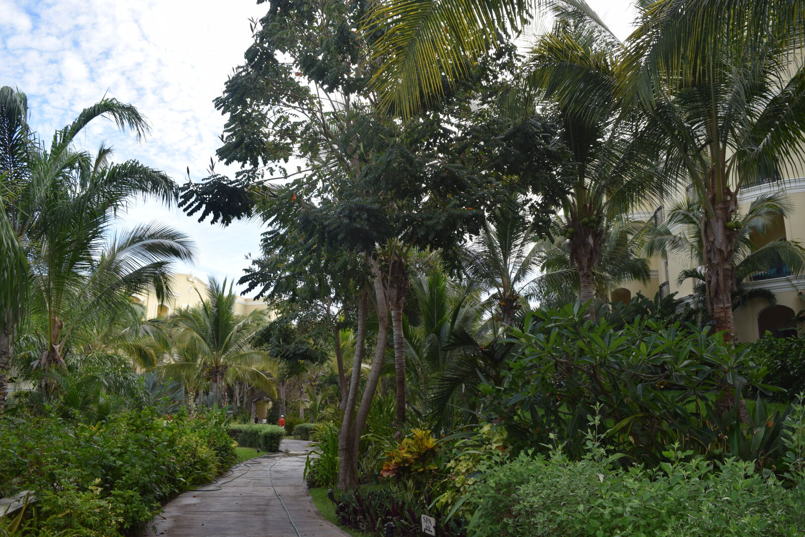 Nikon D3300 sample photo. Green, jungle, path, plants photography
