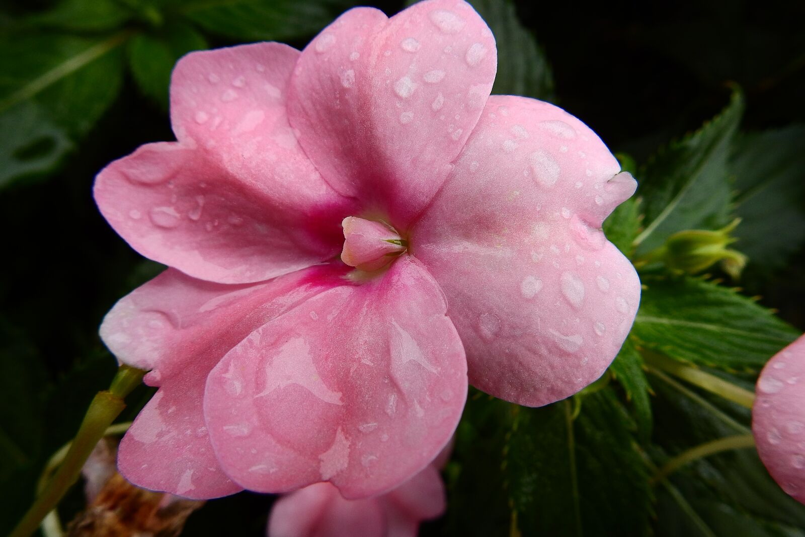 Nikon Coolpix P900 sample photo. Flower, rain drops, plant photography