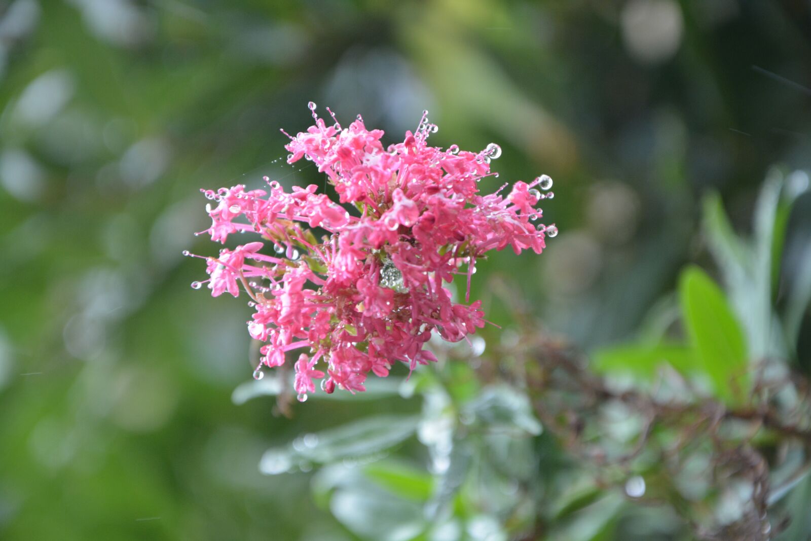 Nikon D5200 sample photo. Pink flower, water, nature photography