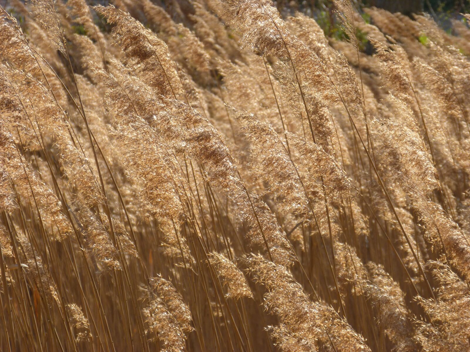 Panasonic DMC-FZ62 sample photo. Cañas, river, wind photography