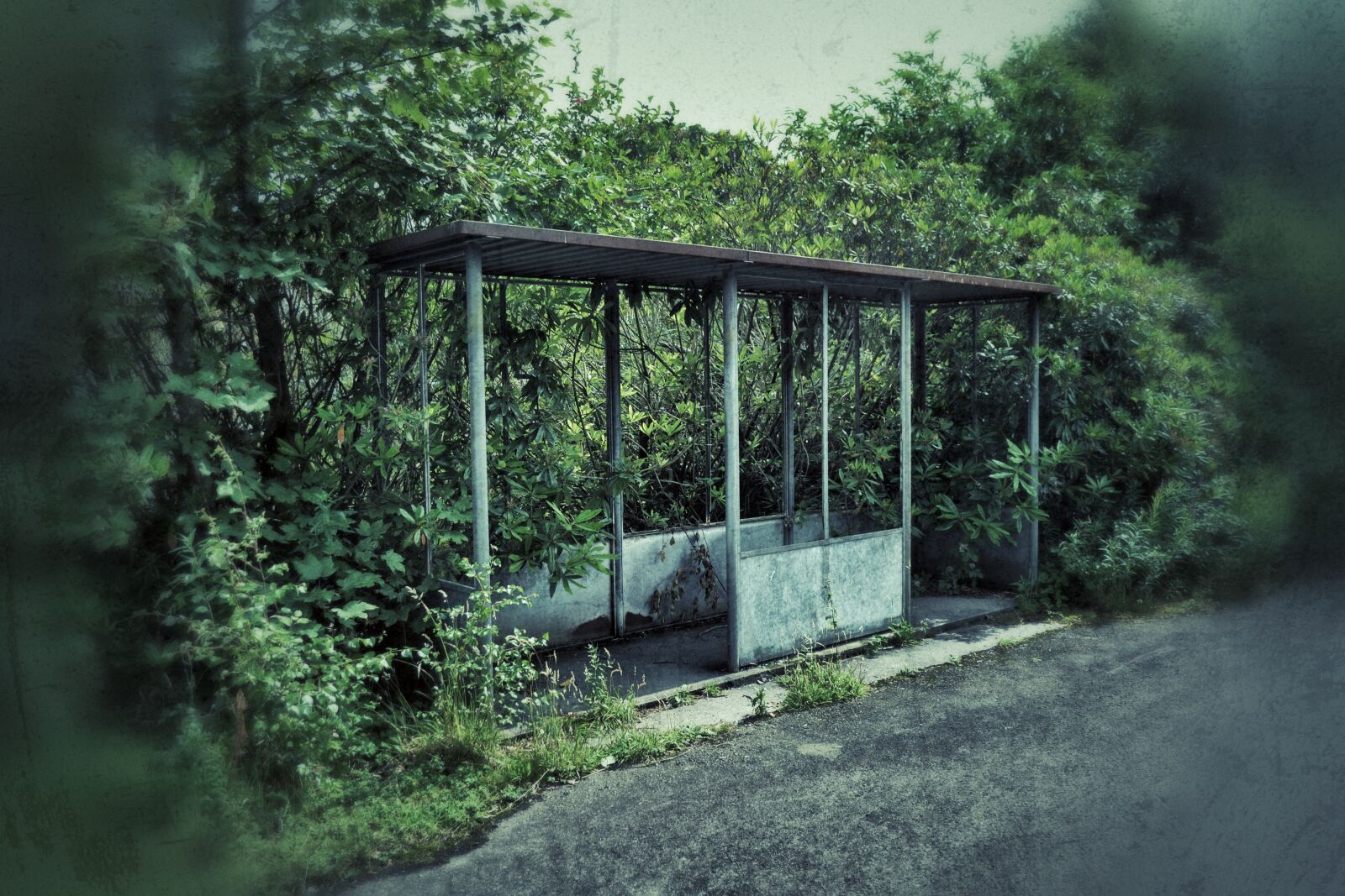 Nikon D3100 sample photo. Nature, overgrown, summer photography