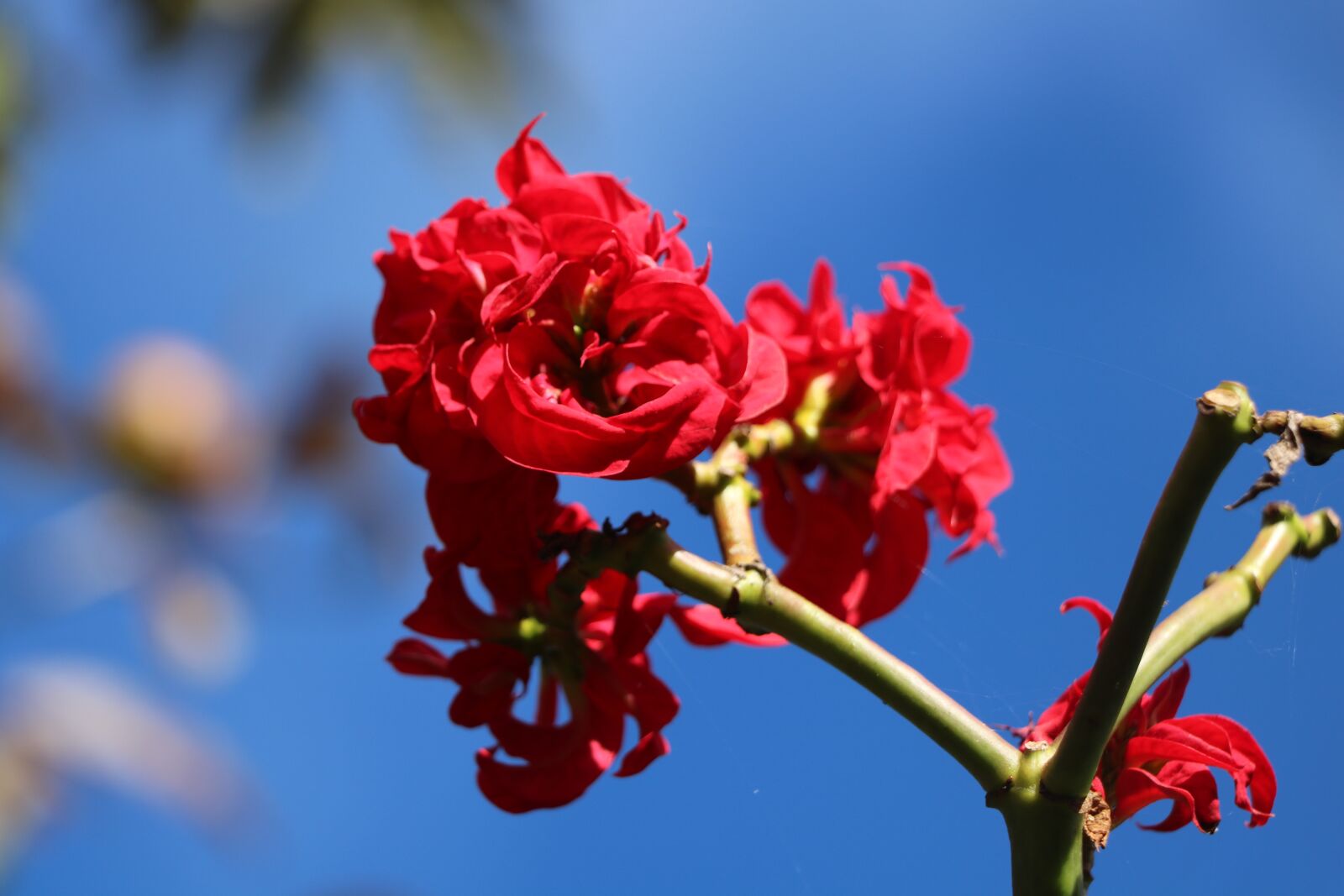 Canon EOS 760D (EOS Rebel T6s / EOS 8000D) sample photo. Flower, nature, pink photography