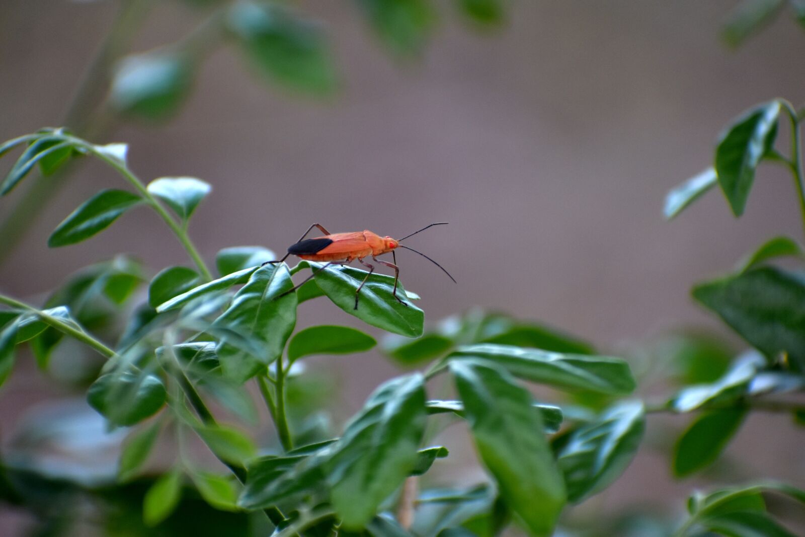 Nikon D5600 sample photo. Boxelder bug, insect, red photography